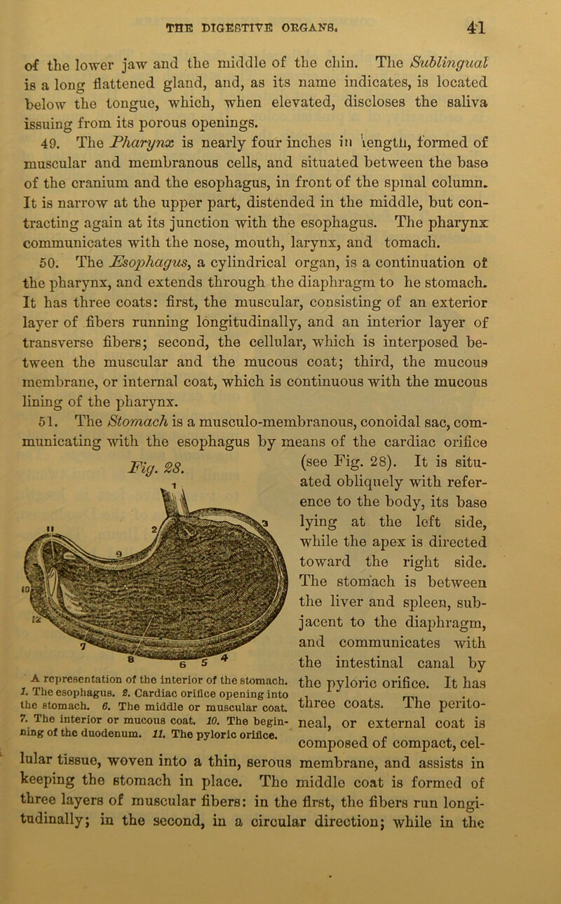 of the lower jaw and the middle of the chin. The Sublingual is a long flattened gland, and, as its name indicates, is located below the tongue, which, when elevated, discloses the saliva issuing from its porous openings. 49. The Pharynx is nearly four inches in length, formed of muscular and membranous cells, and situated between the base of the cranium and the esophagus, in front of the spinal column. It is narrow at the upper part, distended in the middle, but con- tracting again at its junction with the esophagus. The pharynx communicates with the nose, mouth, larynx, and tomach. 50. The Esophagus, a cylindrical organ, is a continuation of the pharynx, and extends through the diaphragm to he stomach. It has three coats: first, the muscular, consisting of an exterior layer of fibers running longitudinally, and an interior layer of transverse fibers; second, the cellular, which is interposed be- tween the muscular and the mucous coat; third, the mucous membrane, or internal coat, which is continuous with the mucous lining of the pharynx. 51. The Stomach is a musculo-membranous, conoidal sac, com- municating with the esophagus by means of the cardiac orifice Fig. 28. (see Fig. 28). It is situ- ated obliquely with refer- ence to the body, its base lying at the loft side, while the apex is directed toward the right side. The stomach is between the liver and spleen, sub- jacent to the diaphragm, and communicates with e 5 *r the intestinal canal by A representation of the interior of the stomach, the pyloric Orifice. It has the stomach. 6. The middle or muscular coat, till 60 coats. I he pciito- 7. Iho interior or mucous coat. 10. The begin- neal, Or external COat is ning of the duodenum. 11. The pyloric orifice. „ . composed of compact, cel- lular tissue, woven into a thin, serous membrane, and assists in keeping the stomach in place. The middle coat is formed of three layers of muscular fibers: in the first, the fibers run longi- tudinally; in the second, in a circular direction; while in the