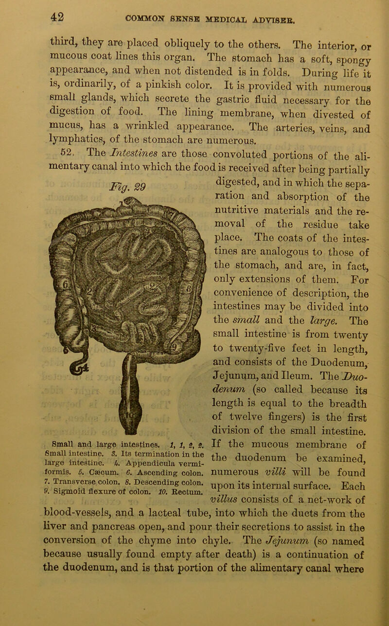 third, they are placed obliquely to the others. The interior, or mucous coat lines this organ. The stomach has a soft, spongy appearance, and when not distended is in folds. During life it is, oidinaiily, of a pinkish color. It is provided with numerous small glands, which secrete the gastric fluid necessary for the digestion of food. The lining membrane, when divested of mucus, has a wrinkled appearance. The arteries, veins, and lymphatics, of the stomach are numerous. 52, The Intestines are those convoluted portions of the ali- mentary canal into which the food is received after being partially egg digested, and in which the sepa- ration and absorption of the nutritive materials and the re- moval of the residue take place. The coats of the intes- tines are analogous to those of the stomach, and are, in fact, only extensions of them. For convenience of description, the intestines may be divided into the small and the large. The small intestine is from twenty to twenty-five feet in length, and consists of the Duodenum, Jejunum, and Ileum. The Duo- denum (so called because its length is equal to the breadth of twelve fingers) is the first division of the small intestine. Small and large intestines. i, i, s. If the mucous membrane of fr SEES ul ‘“”‘““0”in the duodenum be examined, largo intestine. 4. Appendicula vermi- > formis. 5. Caecum. 6. Ascending colon, numerous villi will be found 7. Transverse colon. 8. Descending colon. upon itg internal surface. Each 9. Sigmoid flexure of colon. 10. Rectum. L villus consists of a net-work of blood-vessels, and a lacteal tube, into which the ducts from the liver and pancreas open, and pour their secretions to assist in the conversion of the chyme into chyle. The Jejunum (so named because usually found empty after death) is a continuation of the duodenum, and is that portion of the alimentary canal where