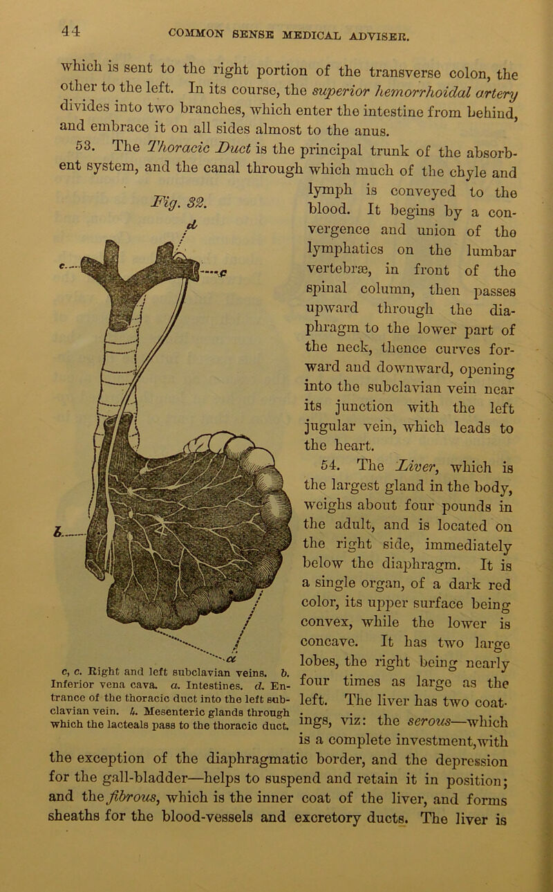 4 4 which is sent to the right portion of the transverse colon, the othei to the left. In its course, the superior hemorrhoidal artery divides into two branches, which enter the intestine from behind, and embrace it on all sides almost to the anus. 53. The Thoracic Duct is the principal trunk of the absorb- ent system, and the canal through which much of the chyle and lymph is conveyed to the ig' 82' blood. It begins by a con- vergence and union of the lymphatics on the lumbar vertebrae, in front of the spinal column, then jiasses upward through the dia- phragm to the lower part of the neck, thence curves for- ward and downward, opening into the subclavian vein near its junction with the left jugular vein, which leads to the heart. 54. The Liver, which is the largest gland in the body, weighs about four pounds in the adult, and is located on the right side, immediately below the diaphragm. It is a single organ, of a dark red color, its upper surface being convex, while the lower is concave. It has two large lobes, the right being nearly four times as largo as the left. The liver has two coat- ings, viz: the serous—which is a complete investment,with the exception of the diaphragmatic border, and the depression for the gall-bladder—helps to suspend and retain it in position; and the fibrous, whioh is the inner coat of the liver, and forms sheaths for the blood-vessels and excretory ducts. The liver is c, c. Right and left subclavian veins, b. Inferior vena cava. a. Intestines, d. En- trance of the thoracic duct into the left sub- clavian vein. 4. Mesenteric glands through which the lacteals pass to the thoracic duct.