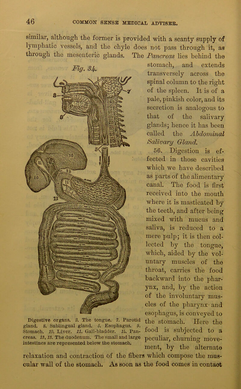 similar, although the former is provided with a scanty supply of lymphatic vessels, and the chyle does not pass through it, as through the mesenteric glands. The Pancreas lies behind the ™ o i stomach, and extends Hig. 34. transversely across the spinal column to the right of the spleen. It is of a pale, pinkish color, and its secretion is analogous to that of the salivary glands; hence it has been called the Abdominal Salivary Gland. 56. Digestion is ef- fected in those cavities which we have described as parts of the alimentary canal. The food is first received into the mouth where it is masticated by the teeth, and after being mixed with mucus and saliva, is reduced to a mere pulp; it is then col- lected by the tongue, which, aided by the vol- untary muscles of the throat, carries the food backward into the phar- ynx, and, by the action of the involuntary mus- cles of the pharynx- and esophagus, is conveyed to Digestive organs. 3. The tongue. 7. Parotid tpe stomach. Here the gland. 8. Sublingual gland. 5. Esophagus. 9. . Stomach. JO. Liver. 11. Gall-bladder. 14. Pan- food IS Subjected to a creas. 13,13. The duodenum. The small and large peculiar chumintT inove- intestines are represented below the stomach. 5 , ment, by the alternate relaxation and contraction of the fibers which compose the mus- cular wall of the stomach. As soon as the food comes in contaot