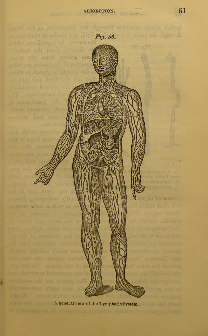 A general view of the Lymphatic System.