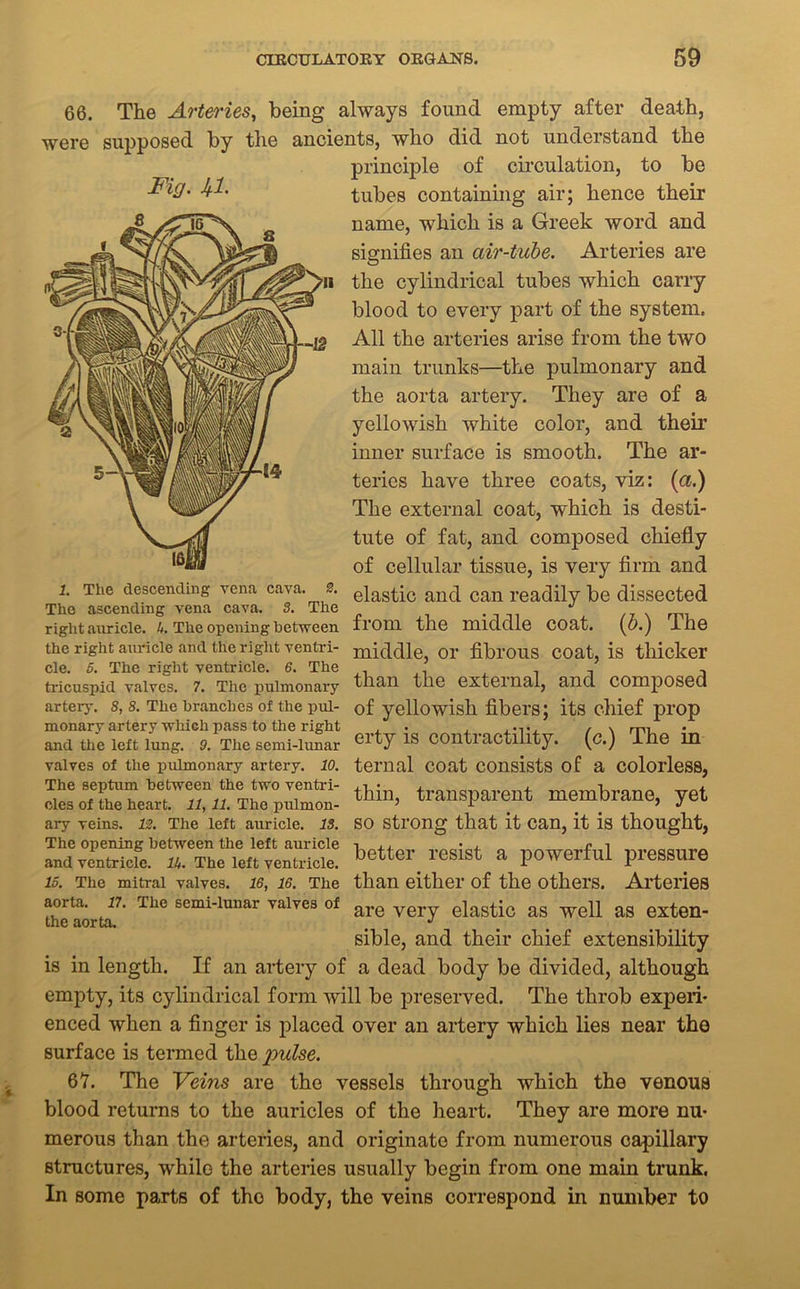 Fig. Jf.1. 66. The Arteries, being always found empty after death, were supposed by the ancients, who did not understand the principle of circulation, to be tubes containing air; hence their name, which is a Greek word and signifies an air-tube. Arteries are the cylindrical tubes which carry blood to every part of the system. All the arteries arise from the two main trunks—the pulmonary and the aorta artery. They are of a yellowish white color, and their inner surface is smooth. The ar- teries have three coats, viz: (a.) The external coat, which is desti- tute of fat, and composed chiefly of cellular tissue, is very firm and elastic and can readily be dissected from the middle coat. (b.) The middle, or fibrous coat, is thicker than the external, and composed of yellowish fibers; its chief prop erty is contractility, (c.) The in ternal coat consists of a colorless, thin, transparent membrane, yet so strong that it can, it is thought, better resist a powerful pressure 1. The descending vena cava. 2. The ascending vena cava. 3. The right auricle. 4. The opening between the right auricle and the right ventri- cle. 5. The right ventricle. 6. The tricuspid valves. 7. The pulmonary arteiy. 8, 8. The branches of the pul- monary artery -which pass to the right and the left lung. 9. The semi-lunar valves of the pulmonary artery. 10. The septum between the two ventri- cles of the heart. 11, 11. The pulmon- ary veins. 12. The left auricle. 13. The opening between the left auricle and ventricle, lit. The left ventricle. is. The mitral valves. 16, 16. The than either of the others. Arteries aorta. 17. The semi-lunar valves of are very elastic as well as exten- the aorta. J sible, and their chief extensibility is in length. If an artery of a dead body be divided, although empty, its cylindrical form will be preserved. The throb experi- enced when a finger is placed over an artery which lies near the surface is termed the pulse. 67. The Veins are the vessels through which the venous blood returns to the auricles of the heart. They are more nu- merous than the arteries, and originate from numerous capillary structures, while the arteries usually begin from one main trunk. In some parts of the body, the veins correspond in number to