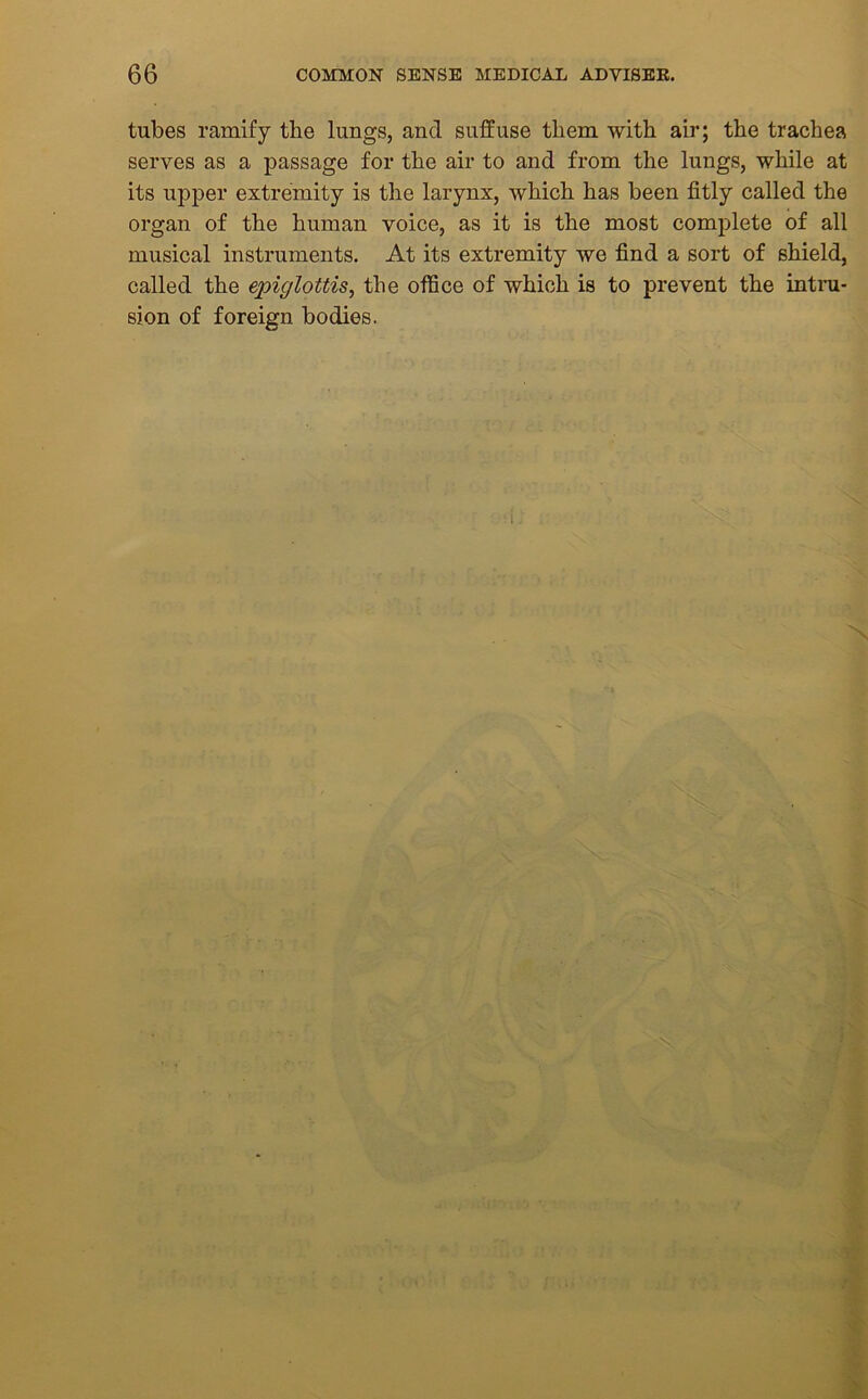 tubes ramify the lungs, and suffuse them with air; the trachea serves as a passage for the air to and from the lungs, while at its upper extremity is the larynx, which has been fitly called the organ of the human voice, as it is the most complete of all musical instruments. At its extremity we find a sort of shield, called the epiglottis, the office of which is to prevent the intru- sion of foreign bodies. . X