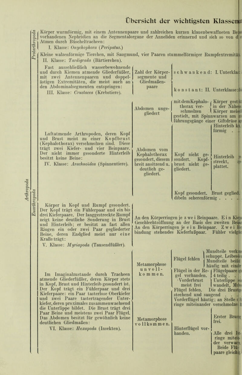 Arthropoda Euarthropoda Protarthropoda Übersicht der wichtigsten Klassen 11 (Körper wurmförmig, mit einem Antennen paare und zahlreichen kurzen klauen bewaffneten Be as | vorhandenen Nephridien an die Segmentalorgane der Anneliden erinnernd und sich so von d e j Atmen durch Büscheltracheen: | I. Klasse: Onychophora (Peripatus.) Kleine walzenförmige Tierchen, mit Saugmund, vier Paaren stummelförmiger Kumpfextremitä i. II. Klasse: Tardigrada (Bärtierchen). Fast ausschließlich wasserbewohnende ( und durch Kiemen atmende Gliederfüßler, Zahl der Körper- mit zwei Antennenpaaren und doppel-) segmente und ästigen Extremitäten, die meist auch an t Gliedmaßen- den Abdominalsegmenten entspringen: paare III. Klasse: Crustacea (Krebstiere). | schwankend: I. Unterklas: t konstant: II. Unterklasse: M Luftatmende Arthropoden, deren Kopf und Brust meist zu einer Kopfbrust (Kephalothorax) verschmolzen sind. Diese trägt zwei Kiefer- und vier Beinpaare. Der nicht immer gesonderte Hinterleib besitzt keine Beine: Körper in Kopf und Rumpf gesondert. Der Kopf trägt ein Fühlerpaar und ein bis drei Kieferpaare. Der langgestreckte Rumpf zeigt keine deutliche Sonderung in Brust und Hinterleib; er besitzt an fast allen Ringen ein oder zwei Paar gegliederter Beine, deren Endglied meist nur eine Kralle trägt: V. Klasse: Myriapoda (Tausendfüßler). Im Imaginalzustande durch Tracheen atmende Gliederfüßler, deren Körper stets in Kopf, Brust und Hinterleib gesondert ist. Der Kopf trägt ein Fühlerpaar und drei Kieferpaare: ein Paar tasterlose Oberkiefer und zwei Paare tastertragender Unter- kiefer, deren proximales zusammenwachsend die Unterlippe bildet. Die Brust trägt drei Paar Beine und meistens zwei Paar Flügel. Das Abdomen besitzt für gewöhnlich keine deutlichen Gliedmaßen: VI. Klasse: Hexapoda (Insekten). Abdomen unge- gliedert (mit demKephalo- t Körper gest kt thorax ver- | in der Nähe ss schmolzen l Körper meis lifi gestielt, mit Spinnwarzen am itt {führungsgänge einer Giftdrüse ige Hinterleib k i,! förmig . ,, Abdomen vom Kephalothorax gesondert, diesem deutlich ge- gliedert. Kopf nicht ge-, sondert. Kopf- gliedert. Hinterleib streckt, plattet. Kopf gesondert. Brust geglied dibeln scherenförmig .... An den Körperringen je z we i Beinpaare. E i n Kirpa Geschlechtsöffnung an der Basis des zweiten Bei lar An den Körperringen je e i n Beinpaar. Zwei! h bindung stehendes Kieferfußpaar. Fühler vielgleri Metamorphose unvoll- kommen. -j Mundteile verk , „ ,, [schuppt. Leibesle Flugelfehlen Muiile beilJ f häufig mit eine ei Flügel in der Re- (Flügelpaare l gle gel vorhanden. ! 4 teilig . . , Vorderbrust | Unterlippe hin meist frei ( wandelt, Mi \ Flügel fehlen. Die drei Bruslge stechend und saugend . , Vorderflügel häutig; an Stelle c ] ringe miteinander verschmölze: Metamorphose vo 11 kommen. Hinterflügel vor- handen. Erster Brus lg frei. Alle drei It-i ringe mitei • der verwac n, Beide Flü paare gleich: 5,1