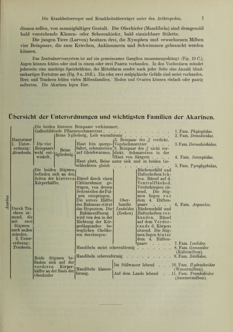 Acarina dienen sollen, von mannigfaltiger Gestalt. Die Oberkiefer (Mandibeln) sind demgemäß bald vorstehende Klauen- oder Scherenkiefer, bald einziehbare Stilette. Die jungen Tiere (Larven) besitzen drei, die Nymphen und erwachsenen Milben vier Beinpaare, die zum Kriechen, Anklammern und Schwimmen gebraucht werden können. Das Zentralnervensystem ist auf ein gemeinsames Ganglion zusammengedrängt (Fig. 10 C.). Augen können fehlen oder sind in einem oder zwei Paaren vorhanden. In den Yorderdarm mündet jederseits eine mächtige Speicheldrüse, der Mitteldarm sendet nach jeder Seite eine Anzahl blind- sackartiger Fortsätze aus (Fig. 9 u. 10B.). Ein oder zwei malpighische Gefäße sind meist vorhanden. Herz und Tracheen fehlen vielen Milbenfamilien. Hoden und Ovarien können einfach oder paarig auftreten. Die Akarinen legen Eier. Übersicht der Unterordnungen und wichtigsten Familien der Akarinen. Hautatmer 1. Unter- ordnung : Atracheata. Die beiden hinteren Beinpaare verkümmert. Gallenbildende Pflanzenschmarotzer 1. Fam. Phytoptidae. Beine 3 gliederig, Leib wurmförmig 2. Fam. Demodicidae. ' j3. Beinpaar des $ verdickt. Haut fein querge- Vogelschmarotzer .... 3. Fam. Dermaleichidae. faltet, schmarotzen |3. Beinpaar des $ nicht ver- auf Gleichwarmen, dickt. Schmarotzen in der (Haut von Säugern .... 4. Fam. Sarcoptidae. Haut glatt. Beine unter sich und in beiden Ge- schlechtern gleich _ 5. Fam. Tyro Die vier Beinpaare wohl ent- wickelt. Beine ögliederig. Durch Tra- cheen at- mend, die mit zwei Stigmen nach außen münden. 2. Unter- ordnung: Tracheata. Die beiden befinden sich an dem Seiten der hintereniRüssel durch einen Stigmen | Körperhälfte. Beide Stigmen be- finden sich auf der hälft^an der Basis^derI Mandibeln klauen- Chitinrahmen ge- tragen, von dessen Seitenteilen die Pal- pen entspringen. Die untere Hälfte des Kähmens stützt das Hypostom. Die Rahmenöffnung wird von den in der Richtung der Kör- perlängsachse be- weglichen Chelike- ren durchzogen: Mandibeln meist scherenförmig Ober- familie Ixodoidea (Zecken) Rückenschild und Haftscheiben feh- len. Rüssel auf d. Ventralfläched. Vorderkörpers sit- zend. Die Stig- men liegen vor dem 4. Hüften- paare .... Rückenschild und Haftscheiben vor- handen. Rüssel auf dem Vorder- rande d. Körpers sitzend. Die Stig- men liegen hinter dem 4. Hüften- paare .... 6. Fam. Argasidae. Mandibeln scherenförmig 7. Fam. Ixodidae. 8. Fam. Gamasidae (Käfermilben). 9. Fam. Bdellidae. Oberkiefer förmie Im Süßwasser lebend . Auf dem Lande lebend 10. Fam. Hydrachnidae (Wassermilben). 11. Fam. Trombidndae (Sammetmilben).
