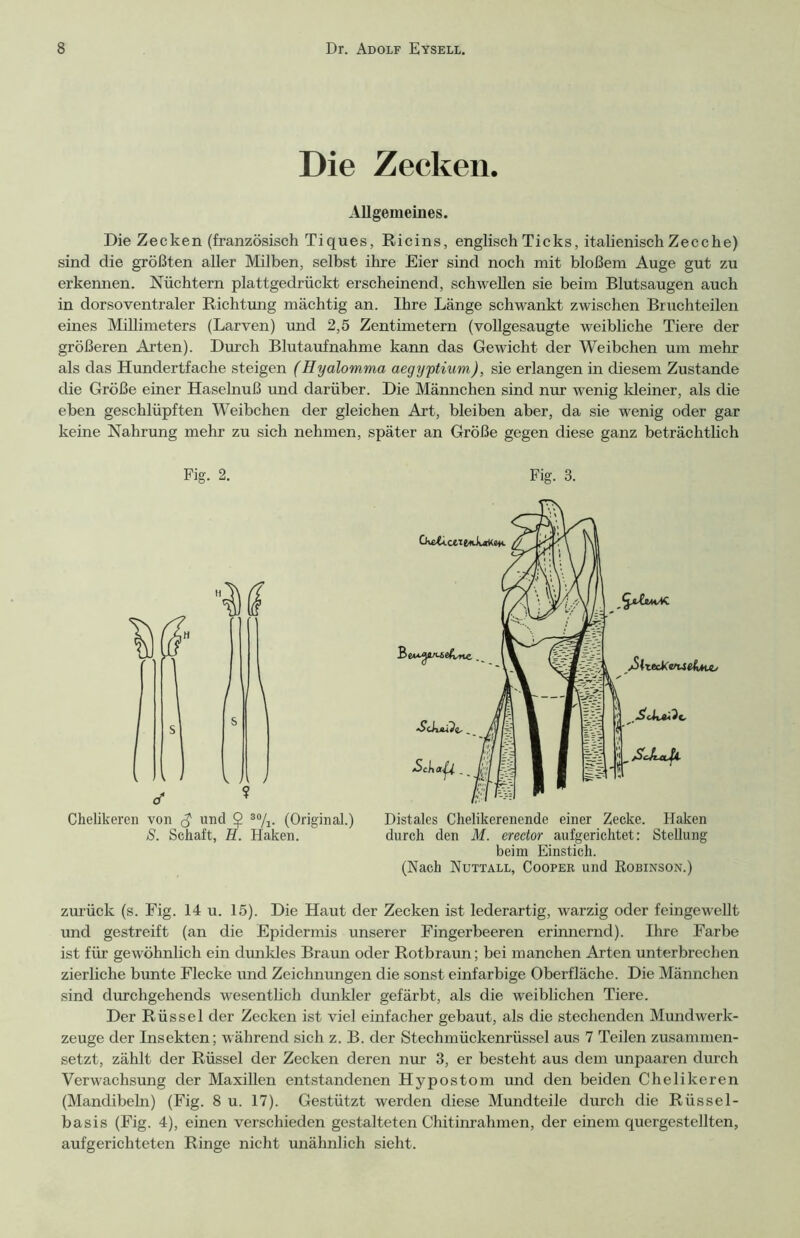 Die Zecken. Allgemeines. Die Zecken (französisch Tiques, Ricins, englisch Ticks, italienisch Zecche) sind die größten aller Milben, selbst ihre Eier sind noch mit bloßem Auge gut zu erkennen. Nüchtern plattgedrückt erscheinend, schwellen sie beim Blutsaugen auch in dor so ventraler Richtung mächtig an. Ihre Länge schwankt zwischen Bruchteilen eines Millimeters (Larven) und 2,5 Zentimetern (vollgesaugte weibliche Tiere der größeren Arten). Durch Blutaufnahme kann das Gewicht der Weibchen um mehr als das Hundertfache steigen (Hyalomma aegyptium), sie erlangen in diesem Zustande die Größe einer Haselnuß und darüber. Die Männchen sind nur wenig kleiner, als die eben geschlüpften Weibchen der gleichen Art, bleiben aber, da sie wenig oder gar keine Nahrung mehr zu sich nehmen, später an Größe gegen diese ganz beträchtlich Fig. 2. Chelikeren von <$ und $ 80/1. (Original.) S. Schaft, H. Haken. Fig. 3. Distales Chelikerenende einer Zecke. Haken durch den M. erector aufgerichtet: Stellung beim Einstich. (Nach Nuttall, Cooper und Robinson.) zurück (s. Fig. 14 u. 15). Die Haut der Zecken ist lederartig, warzig oder feingewellt und gestreift (an die Epidermis unserer Finger beeren erinnernd). Ihre Farbe ist für gewöhnlich ein dunkles Braun oder Rotbraun; bei manchen Arten unterbrechen zierliche bunte Flecke und Zeichnungen die sonst einfarbige Oberfläche. Die Männchen sind durchgehends wesentlich dunkler gefärbt, als die weiblichen Tiere. Der Rüssel der Zecken ist viel einfacher gebaut, als die stechenden Mund Werk- zeuge der Insekten; während sich z. B. der Stechmückenrüssel aus 7 Teilen zusammen- setzt, zählt der Rüssel der Zecken deren nur 3, er besteht aus dem unpaaren durch Verwachsung der Maxillen entstandenen Hypostom und den beiden Chelikeren (Mandibeln) (Fig. 8 u. 17). Gestützt werden diese Mundteile durch die Rüssel- basis (Fig. 4), einen verschieden gestalteten Chitinrahmen, der einem quergestellten, aufgerichteten Ringe nicht imähnlich sieht.