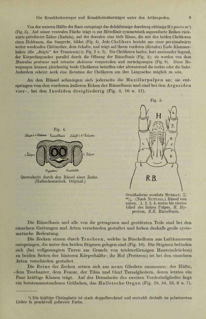 Von der unteren Hälfte der Baisis entspringt das dolchförmige durchweg chitinigeHyposto m1) (Fig. 5). Auf seiner ventralen Fläche trägt es zur Mittellinie symmetrisch angeordnete Reihen rück- wärts gerichteter Zähne (Radula), auf der dorsalen eine tiefe Rinne, die mit den beiden Chelikeren einen Hohlraum, das Saugrohr, bildet (Fig. 4). Jede Chelikere besteht aus einer proximalwärts weiter werdenden Chitinröhre, dem Schafte, und trägt auf ihrem vorderen (distalen) Ende Klammer- haken (die „doigts“ der Franzosen) (s. Fig. 2 u. 3). Die Chelikeren laufen, hart aneinander liegend, der Körperlängsachse parallel durch die Öffnung der Rüsselbasis (Fig. 4); sie werden von dem Musculus protrusor und retrador chelicerae vorgestoßen und zurückgezogen (Fig. 8). Diese Be- wegungen können gleichzeitig beide Chelikeren betreffen oder alternierend die rechte oder die linke. Außerdem scheint noch eine Rotation der Chelikeren um ihre Längsachse möglich zu sein. An den Rüssel schmiegen sich jederseits die Maxillarpalpen an; sie ent- springen von den vorderen äußeren Ecken der Rüsselbasis und sind bei den Argasiden vier-, bei den Ixodiden dreigliederig (Fig. 5, 16 u. 17). Die Rüsselbasis und alle von ihr getragenen und gestützten Teile sind bei den einzelnen Gattungen und Arten verschieden gestaltet und haben deshalb große syste- matische Bedeutung. Die Zecken atmen durch Tracheen, welche in Büschelform aus Luftkammern entspringen, die unter den beiden Stigmen gelegen sind (Fig. 10). Die Stigmen befinden sich (bei vollgesaugten Tieren am Grunde von trichterförmigen Hauteindrücken) zu beiden Seiten der hinteren Körperhälfte; ihr Hof (Peritrem) ist bei den einzelnen Arten verschieden gestaltet. Die Beine der Zecken setzen sich aus neun Gliedern zusammen: der Hüfte, dem Trochanter, dem Femur, der Tibia und fünf Tarsalgliedern, deren letztes ein Paar kräftige Klauen trägt. Auf der Dorsalseite des zweiten Vorderfußgliedes liegt ein borstenumstandenes Grübchen, das Hallersche Organ (Fig. 28, 34, 35, 6 u. 7). Ö Die kräftige Chitinplatte ist stark doppelbrechend und erstrahlt deshalb im polarisierten Lichte in prachtvoll gelbroter Farbe. Fig. 5. Ornithodorus moubata Murray, $. 66/i. (Nach Nuttall.) Rüssel von unten. 1. 2. 3. 4. erstes bis viertes Glied des linken Palpus, H. Hy- postom, R.B. Rüsselbasis.