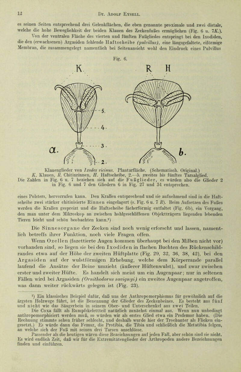 es seinen Seiten entsprechend drei Gelenkflächen, die eben genannte proximale und zwei distale, welche die hohe Beweglichkeit der beiden Klauen des Zeckenfußes ermöglichen (Fig. 6 u. 7K.). Von der ventralen Fläche des vierten und fünften Fußgliedes entspringt bei den Ixodiden, die den (erwachsenen) Argasiden fehlende Haftscheibe (pulvillus), eine längsgefaltete, eiförmige Membran, die zusammengelegt namentlich bei Seitenansicht wohl den Eindruck eines Pulvillus Fig. 6. K RH Klauenglieder von Ixodes ricinus. Plantarfläche. (Schematisch. Original.) K. Klauen, R. Chitinrinnen, H. Haftscheibe, 2.—5. zweites bis fünftes Tarsalglied. Die Zahlen in Fig. 6 u. 7 beziehen sich auf die Fußglieder, es würden also die Glieder 2 in Fig. 6 und 7 den Gliedern 6 in Fig. 27 und 34 entsprechen. eines Polsters, hervorrufen kann. Den Krallen entsprechend und sie aufnehmend sind in die Haft- scheibe zwei stärker chitinisierte Rinnen eingelagert (s. Fig. 6 u. 7 R). Beim Aufsetzen des Fußes werden die Krallen gespreizt und die Haftscheibe fächerförmig entfaltet (Fig. 6b), ein Vorgang, den man unter dem Mikroskop an zwischen hohlgeschliffenen Objektträgern liegenden lebenden Tieren leicht und schön beobachten kann.1) Die Sinnesorgane der Zecken sind noch wenigerforscht und lassen, nament- lich betreffs ihrer Funktion, noch viele Fragen offen. Wenn 0zellen (fazettierte Augen kommen überhaupt bei den Milben nicht vor) vorhanden sind, so liegen sie bei den Ixodiden in flachen Buchten des Rückenschild- randes etwa auf der Höhe der zweiten Hüftplatte (Fig. 29, 32, 36, 38, 42), bei den Argasiden auf der wulstförmigen Erhebung, welche dem Körperrande parallel laufend die Ansätze der Beine umzieht (äußerer Hüftenwulst), und zwar zwischen erster und zweiter Hüfte. Es handelt sich meist um ein Augenpaar; nur in seltenen Fällen wird bei Argasiden (Ornithodorus savignyi) ein zweites Augenpaar angetroffen, was dann weiter rückwärts gelegen ist (Fig. 23). J) Ein klassisches Beispiel dafür, daß uns der Anthropomorphismus für gewöhnlich auf die ärgsten Holzwege führt, ist die Benennung der Glieder des Zeckenbeines. Es besteht aus fünf und nicht wie das Säugerbein in seinem Ober- und Unterschenkel aus zwei Teilen. Die Coxa fällt als Rumpfskelettteil natürlich zunächst einmal aus. Wenn nun unbedingt anthropomorphisiert werden muß, so würden wir als erstes Glied etwa ein Profemur haben. (Die Rechnung stimmte schon früher schlecht, und deshalb wurde hier der Trochanter als Flicken ein- gesetzt.) Es würde dann das Femur, die Protibia, die Tibia und schließlich die Metatibia folgen, an welche sich der Fuß mit seinen drei Tarsen anschlösse. Passender als die heutigen wären diese Bezeichnungen auf jeden Fall, aber schön sind sie nicht. Es wird endlich Zeit, daß wir für die Extremitätenglieder der Arthropoden andere Bezeichnungen finden und einführen.