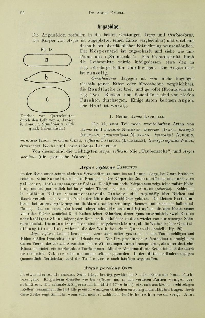 Argasidae. Die Argasiden zerfallen in die beiden Gattungen Argas und Ornithodorus. Der Körper von Argas ist abgeplattet (einer Linse vergleichbar) und erscheint deshalb bei oberflächlicher Betrachtung wanzenähnlich. Der Körperrand ist zugeschärft und sieht wie um- säumt aus („Saumzecke“). Ein .Frontalschnitt durch die Leibesmitte würde infolgedessen etwa den in Fig. 18b dargestellten Umriß zeigen. Die Argashaut ist runzelig. Ornithodorus dagegen ist von mehr kugeliger Gestalt (einer Erbse oder Moccabohne vergleichbar), die Randfläche ist breit und gewölbt (Frontalschnitt: Fig. 18c). Rücken- und Bauchfläche sind von tiefen Furchen durchzogen. Einige Arten besitzen Augen. Die Haut ist warzig. 1. Genus Argas Latreille. Die 11, zum Teil noch zweifelhaften Arten von Argas sind aequalis Neumann, brevipes Banks, brumpti Neumann, cucumerinus Neumann, hermanni Audouin, miniatus Koch, persicus Oken, reflexus Fabricius (Latreille), transgariepinus White, transversa Banks und vespertilionis Latreille. Von diesen sind die wichtigsten Argas reflexus (die „Taubenzecke“) und Argas persicus (die „persische Wanze“). Argas reflexus Fabricius ist der Riese unter seinen nächsten Verwandten, er kann bis zu 10 mm Länge, bei 7 mm Breite er- reichen. Seine Farbe ist ein lichtes Braungelb. Der Körper der Zecke ist eiförmig mit nach vorn gelegener, stark ausgezogener Spitze. Der 0,2mm breite Körpersaum zeigt feine radiäreFälte- lung und ist (namentlich bei hungernden Tieren) nach oben umgebogen (reflexus). Zahlreiche in radiären Reihen zusammenstehende Grübchen sind regelmäßig über Rücken und Bauch verteilt. Der Anus ist fast in der Mitte der Bauchfläche gelegen. Die kleinen Peritreme lassen bei Lupenvergrößerung um die Macula radiäre Streifung erkennen und erscheinen halbmond- förmig. Das an seinem Vorderende abgerundete Hypostom trägt auf der distalen Partie seiner ventralen Fläche zunächst 3—4 Reihen feiner Zähnchen, denen ganz unvermittelt zwei Reihen sehr kräftiger Zähne folgen; der Rest der Radulafläche ist dann wieder von nur winzigen Zähn- chen besetzt. Die männlichen Tiere sind durchgehends kleiner, als die Weibchen; ihre Genital- öffnung ist rundlich, während die der Weibchen einen Querspalt darstellt (Fig. 20). Argas reflexus kommt heute noch, wenn auch selten geworden, in den Taubenschlägen und Hühnerställen Deutschlands und Irlands vor. Nur ihre geschützten Aufenthaltsorte ermöglichen diesen Tieren, die wie alle Argasiden höhere Wintertemperaturen beanspruchen, als unser deutsches Klima sie bietet, ein beschränktes Fortkommen. Mit der Abnahme dieser Zecke ist auch die durch sie verbreitete Rekurrens bei uns immer seltener geworden. In den Mittelmeerländern dagegen (namentlich Nordafrika) wird die Taubenzecke noch häufiger angetroffen. Argas persicus Oken ist etwas kleiner als reflexus. Seine Länge beträgt gewöhnlich 8, seine Breite nur 5 mm. Farbe braungelb. Körperform dieselbe wie bei reflexus, nur in den vorderen Partien weniger ver- schmälert. Der schmale Körpersaum (im Mittel 175 (.<■ breit) setzt sich aus kleinen rechteckigen „Zellen“ zusammen, die fast alle je ein in winzigem Grübchen entspringendes Härchen tragen. Auch diese Zecke zeigt ähnliche, wenn auch nicht so zahlreiche Grübchenreihen wie die vorige. Anus Fig 18. CHZD Umrisse von Querschnitten durch den Leib von a. Ixodes, b. Argas, c. Ornithodorus. (Ori- ginal. Schematisch.)