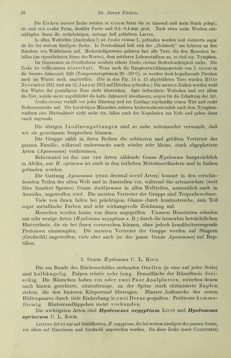 Die Eichen unserer Zecke werden in einem Satze bis zu tausend und mehr Stück gelegt; sie sind von ovaler Form, dunkler Farbe und 0,5:0,4 mm groß. Nach etwa sechs Wochen ent- schlüpfen ihnen die sechsbeinigen, anfangs hell gefärbten Larven. In allen Weltteilen (Australien?) ist Ixodes ricinus L. gefunden worden und vielerorts sogar als die bei weitem häufigste Zecke. In Deutschland hält sich der „Holzbock“ am liebsten an den Rändern von Waldwiesen auf. Merkwürdigerweise gehören fast alle Tiere, die den Menschen be- fallen (im eigentlichsten Sinne des Wortes), dem mittleren Lebensstadium an, es sind sog. Nymphen. Im Gegensätze zu Ornithodorus moubata scheut Ixodes ricinus Bodenfeuchtigkeit nicht. Die Zecke ist vollkommen winterhart. Wenn auch die Hauptentwicklungsperiode von I. ricinus in die bessere Jahreszeit fällt (Temperaturoptimum 20—25° C), so werden doch kopulierende Pärchen auch im Winter noch angetroffen. (Die in den Fig. 14 u. 15 abgebildeten Tiere wurden Mitte November 1911 und am 12. J anuar 1912 auf Hirschen gefunden.) Die meisten Zecken werden wohl den Winter der gemäßigten Zone nicht überstehen. Spät befruchtete Weibchen und vor allem die Eier, welche meist ungefährdet die kalte Jahreszeit überdauern, sorgen für die Erhaltung der Art. Ixodes ricinus verläßt vor jeder Häutung und zur Eiablage regelmäßig seinen Wirt und sucht Bo den verstecke auf. Die kurzlebigen Männchen nehmen höchstwahrscheinlich nach dem Nymphen- stadium eine Blutmahlzeit nicht mehr ein, fallen nach der Kopulation zur Erde und gehen dann rasch zugrunde. Die übrigen Ixodinengattungen sind so nahe miteinander verwandt, daß wir sie gemeinsam besprechen können. Die Gruppe zählt in ihren Reihen die schönsten und größten Vertreter der ganzen Familie, während andererseits auch wieder sehr kleine, stark abgeplattete Arten (Aponomma) Vorkommen. Beheimatet ist das nur vier Arten zählende Genus Hyalomma hauptsächlich in Afrika, nur H. syriacum ist auch in den östlichen Mittelmeerländern und in Indien gefunden worden. Die Gattung Aponomma (etwa dreimal soviel Arten) kommt in den verschie- densten Teilen der alten Welt und in Australien vor, während das artenreichste (weit über hundert Spezies) Genus Amblyomma in allen Weltteilen, namentlich auch in Amerika, angetroffen wird. Die meisten Vertreter der Gruppe sind Tropenbewohner. Viele von ihnen fallen bei prächtigem Glanze durch kontrastreiche, zum Teil sogar metallische Farben und sehr wirkungsvolle Zeichnung auf. Menschen werden kaum von ihnen angegriffen. Unseren Haustieren schaden nur sehr wenige Arten (Hyalomma aegyptium z. B.) durch die immerhin beträchtlichen Blutverluste, die sie bei ihnen verursachen können, ohne jedoch krankheitserregende Protozoen einzuimpfen. Die meisten Vertreter der Gruppe werden auf Säugern (Großwild) angetroffen, viele aber auch (so das ganze Genus Aponomma) auf Rep- tilien. 2. Genus Hyalomma C. L. Koch. Die am Rande des Rückenschildes stehenden Ozellen (je eine auf jeder Seite) sind halbkugelig. Palpen relativ sehr lang. Dorsalfläche der Rüsselbasis drei- eckig. Die Männchen haben ein oder zwei Paar Analplatten, zwischen denen nach hinten gerichtete, zitzenförmige, an der Spitze stark chitinisierte Zapfen stehen, die den hinteren Körperrand überragen. Hintere Außenecke des ersten Hüftenpaares durch tiefe Einkerbung in zwei Dorne gespalten. Peritreme komma- förmig. Hinterrandläppchen meist vorhanden. Die wichtigsten Arten sind Hyalomma aeyyptium Linne und Hyalomma syriacum C. L. Koch. Letztere Art ist nur auf Schildkröten, H. aegyptium, die bei weitem häufigste des ganzen Genus, vor allem auf Haustieren und Großwild angetroffen worden. Da diese Zecke (nach Canestkini)