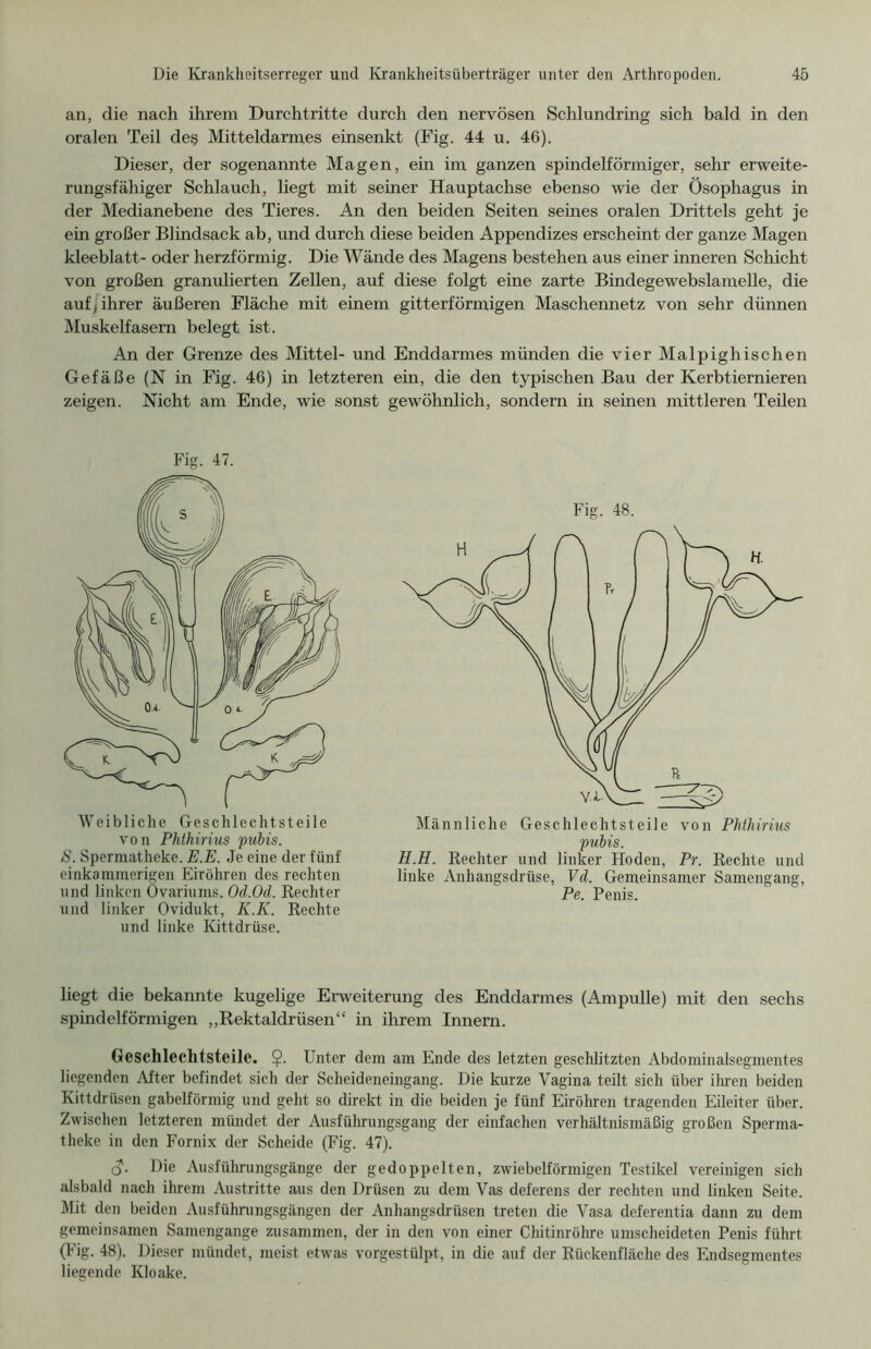 an, die nach ihrem Durchtritte durch den nervösen Schlundring sich bald in den oralen Teil des Mitteldarmes einsenkt (Fig. 44 u. 46). Dieser, der sogenannte Magen, ein im ganzen spindelförmiger, sehr erweite- rungsfähiger Schlauch, liegt mit seiner Hauptachse ebenso wie der Ösophagus in der Medianebene des Tieres. An den beiden Seiten seines oralen Drittels geht je ein großer Blindsack ab, und durch diese beiden Appendizes erscheint der ganze Magen kleeblatt- oder herzförmig. Die Wände des Magens bestehen aus einer inneren Schicht von großen granulierten Zellen, auf diese folgt eine zarte Bindegewebslamelle, die auf) ihrer äußeren Fläche mit einem gitterförmigen Maschennetz von sehr dünnen Muskelfasern belegt ist. An der Grenze des Mittel- und Enddarmes münden die vier Malpighischen Gefäße (N in Fig. 46) in letzteren ein, die den typischen Bau der Kerbtiemieren zeigen. Nicht am Ende, wie sonst gewöhnlich, sondern in seinen mittleren Teilen Fig. 47. Weibliche Geschlechtsteile von Phthirius pubis. S. Spermatheke. E.E. Je eine der fünf einkammerigen Eiröhren des rechten und linken Ovariums. Od.Od. Rechter und linker Ovidukt, K.K. Rechte und linke Kittdrüse. Fig. 48. pubis. H.H. Rechter und linker Hoden, Pr. Rechte und linke Anhangsdrüse, Vd. Gemeinsamer Samengang, Pe. Penis. liegt die bekannte kugelige Erweiterung des Enddarmes (Ampulle) mit den sechs spindelförmigen „Rektaldrüsen“ in ihrem Innern. Geschlechtsteile. $. Unter dem am Ende des letzten geschlitzten Abdominalsegmentes liegenden After befindet sich der Scheideneingang. Die kurze Vagina teilt sich über ihren beiden Kittdrüsen gabelförmig und geht so direkt in die beiden je fünf Eiröhren tragenden Eileiter über. Zwischen letzteren mündet der Ausführungsgang der einfachen verhältnismäßig großen Sperma- theke in den Fornix der Scheide (Fig. 47). (?• Die Ausführungsgänge der gedoppelten, zwiebelförmigen Testikel vereinigen sich alsbald nach ihrem Austritte aus den Drüsen zu dem Vas deferens der rechten und linken Seite. Mit den beiden Ausführungsgängen der Anhangsdrüsen treten die Vasa deferentia dann zu dem gemeinsamen Samengange zusammen, der in den von einer Chitinröhre umscheideten Penis führt (Fig. 48). Dieser mündet, meist etwas vorgestülpt, in die auf der Rückenfläche des Endsegmentes liegende Kloake.