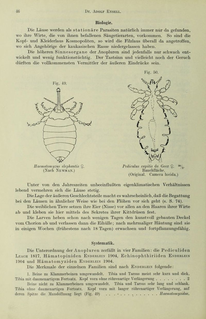 Biologie. Die Läuse werden als stationäre Parasiten natürlich immer nur da gefunden, wo ihre Wirte, die von ihnen befallenen Säugetierarten, Vorkommen. So sind die Kopf- und Kleiderlaus Kosmopoliten, so wird die Filzlaus überall da angetroffen, wo sich Angehörige der kaukasischen Rasse niedergelassen haben. Die höheren Sinnesorgane der Anopluren sind jedenfalls nur schwach ent- wickelt und wenig funktionstüchtig. Der Tastsinn und vielleicht noch der Geruch dürften die vollkommensten Vermittler der äußeren Eindrücke sein. Unter von den Jahreszeiten unbeeinflußten eigenklimatischen Verhältnissen lebend vermehren sich die Läuse stetig. Die Lage der äußeren Geschlechtsteile macht es wahrscheinlich, daß die Begattung bei den Läusen in ähnlicher Weise wie bei den Flöhen vor sich geht (s. S. 74). Die weiblichen Tiere setzen ihre Eier (Nisse) vor allen an den Haaren ihrer Wirte ab und kleben sie hier mittels des Sekretes ihrer Kittdrüsen fest. Die Larven heben schon nach wenigen Tagen den kunstvoll gebauten Deckel vom Chorion ab und verlassen dann die Eihülle; nach mehrmaliger Häutung sind sie in einigen Wochen (frühestens nach 18 Tagen) erwachsen und fortpflanzungsfähig. Die Unterordnung der Anopluren zerfällt in vier Familien: die Pediculiden Leach 1817, Hämatopiniden Enderlein 1904, Echinophthiriiden Enderlein 1904 und Hämatomyziden Enderlein 1904. Die Merkmale der einzelnen Familien sind nach Enderlein folgende: 1. Beine zu Klammerbeinen umgewandelt. Tibia und Tarsus meist sehr kurz und dick. Tibia mit daumenartigem Fortsatz. Kopf vorn ohne röhrenartige Verlängerung 2 Beine nicht zu Klammerbeinen umgewandelt. Tibia und Tarsus sehr lang und schlank. Tibia ohne daumenartigen Fortsatz. Kopf vorn mit langer röhrenartiger Verlängerung, auf deren Spitze die Mundöffnung liegt (Fig. 49) . . Haematomyzidae. Fig. 50. Haematomyzus elephantis (Nach Newman.) Pediculus capitis de Geer £. 30/v Bauchfläche. (Original. Camera lucida.) Systematik.