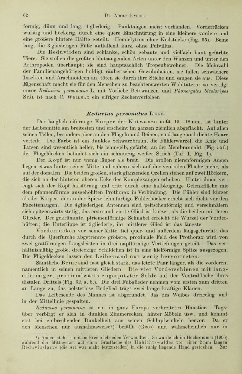 förmig, dünn und lang, 4 gliederig. Punktaugen meist vorhanden. Vorderrücken wulstig und höckerig, durch eine quere Einschnürung in eine kleinere vordere und eine größere hintere Hälfte geteilt. Hemielytren ohne Keilstücke (Fig. 65). Beine lang, die 3 gliederigen Füße auffallend kurz, ohne Pulvillus. Die Reduviiden sind schlanke, schön gebaute und vielfach bunt gefärbte Tiere. Sie stellen die größten blutsaugenden Arten unter den Wanzen und unter den Arthropoden überhaupt; sie sind hauptsächlich Tropenbewohner. Die Mehrzahl der Familienangehörigen huldigt räuberischen Gewohnheiten, sie fallen schwächere Insekten und Arachnoideen an, töten sie durch ihre Stiche und saugen sie aus. Diese Eigenschaft macht sie für den Menschen zu beachtenswerten Wohltätern; so vertilgt unser Reduvius personatm L. mit Vorliebe Bettwanzen und Phonergates bicoloripes Stal ist nach C. Wellman ein eifriger Zeckenverfolger. Heduvius personatus Linne. Der länglich eiförmige Körper der Kotwanze mißt 15—18 mm, ist hinter der Leibesmitte am breitesten und erscheint im ganzen ziemlich abgeflacht. Auf allen seinen Teilen, besonders aber an den Flügeln und Beinen, sind lange und dichte Haare verteilt. Die Farbe ist ein dunkles Schwarzbraun, die Fühlerwurzel, die Knie und Tarsen sind wesentlich heller, bis lehmgelb, gefärbt, an der Membrannaht (Fig. 55f.) der Flügeldecken befindet sich ein schmutzig weißer Strich (Taf. I, Fig. 1). Der Kopf ist nur wenig länger als breit. Die großen nierenförmigen Augen liegen etwas hinter seiner Mitte und nähern sich auf der ventralen Fläche mehr, als auf der dorsalen. Die beiden großen, stark glänzenden Ozellen stehen auf zwei Höckern, die sich an der hinteren oberen Ecke der Komplexaugen erheben. Hinter ihnen ver- engt sich der Kopf halsförmig und tritt durch eine halbkugelige Gelenkfläche mit dem pfannenförmig ausgehöhlten Prothorax in Verbindung. Die Fühler sind kürzer als der Körper, der an der Spitze lehmfarbige Fühlerhöcker erhebt sich dicht vor den Fazettenaugen. Die 4 gliederigen Antennen sind peitschenförmig und verschmälern sich spitzenwärts stetig; das erste und vierte Glied ist kürzer, als die beiden mittleren Glieder. Der gekrümmte, pfriemenförmige Schnabel erreicht die Wurzel der Vorder- hüften; die Unterlippe ist 3 gliederig, ihr mittleres Glied ist das längste. Vorderrücken vor seiner Mitte tief quer- und außerdem längsgefurcht; das durch die Querfurche abgetrennte größere, proximale Feld des Prothorax wird von zwei gratförmigen Längsleisten in drei napfförmige Vertiefungen geteilt. Das ver- hältnismäßig große, dreieckige Schildchen ist in eine kielförmige Spitze ausgezogen. Die Flügeldecken lassen den Leibesrand nur wenig hervortreten. Sämtliche Beine sind fast gleich stark, das letzte Paar länger, als die vorderen, namentlich in seinen mittleren Gliedern. Die vier Vorderschienen mit lang- eiförmiger, proximalwärts zugespitzter Sohle auf der Ventralfläche ihres distalen Drittels (Fig. 62, a. b.). Die drei Fußglieder nehmen vom ersten zum dritten an Länge zu, das polsterlose Endglied trägt zwei lange kräftige Klauen. Das Leibesende des Mannes ist abgerundet, das des Weibes dreieckig und in der Mittellinie gespalten. Reduvius personatus ist ein in ganz Europa verbreitetes Haustier. Tags- über verbirgt er sich in dunklen Zimmerecken, hinter Möbeln usw. und kommt erst bei einbrechender Dunkelheit aus seinen Schlupfwinkeln hervor. Da er den Menschen nur ausnahmsweise1) befällt (Gros) und wahrscheinlich nur in x) Anders steht es mit im Freien lebenden Verwandten. So wurde ich im Hochsommer (1906) während der Mittagsrast auf einer Grasfläche des Habichtswaldes von einer 2 mm langen Reduviuslarve (die Art war nicht festzustellen) in die ruhig liegende Hand gestochen. Zur
