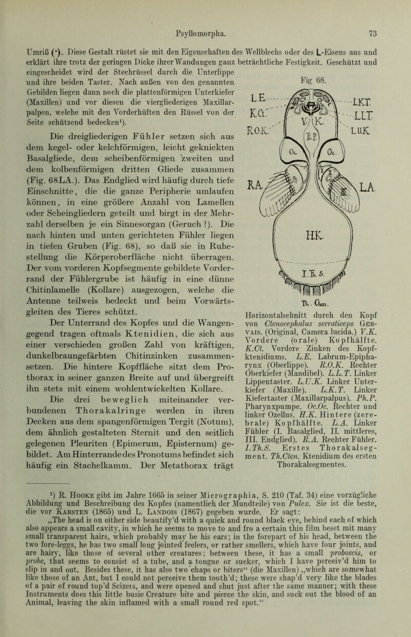 Fig 68. Umriß (*). Diese Gestalt rüstet sie mit den Eigenschaften des Wellblechs oder des L-Eisens aus und erklärt ihre trotz der geringen Dicke ihrer Wandungen ganz beträchtliche Festigkeit. Geschützt und eingescheidet wird der Stechrüssel durch die Unterlippe und ihre beiden Taster. Nach außen von den genannten Gebilden liegen dann noch die plattenförmigen Unterkiefer (Maxillen) und vor diesen die viergliederigen Maxillar- palpen, welche mit den Vorderhüften den Rüssel von der Seite schützend bedecken1). Die dreigliederigen Fühler setzen sich aus dem kegel- oder kelchförmigen, leicht geknickten Basalgliede, dem scheibenförmigen zweiten und dem kolbenförmigen dritten Gliede zusammen (Fig. 68LA.). Das Endglied wird häufig durch tiefe Einschnitte, die die ganze Peripherie umlaufen können, in eine größere Anzahl von Lamellen oder Scheingliedern geteilt und birgt in der Mehr- zahl derselben je ein Sinnesorgan (Geruch?). Die nach hinten und unten gerichteten Fühler liegen in tiefen Gruben (Fig. 68), so daß sie in Ruhe- stellung die Körperoberfläche nicht überragen. Der vom vorderen Kopf Segmente gebildete Vorder- rand der Fühlergrube ist häufig in eine dünne Chitinlamelle (Kollare) ausgezogen, welche die Antenne teil weis bedeckt und beim Vorwärts- gleiten des Tieres schützt. Der Unterrand des Kopfes und die Wangen- gegend tragen oftmals Ktenidien, die sich aus einer verschieden großen Zahl von kräftigen, dunkelbraungefärbten Chitinzinken zusammen- setzen. Die hintere Kopffläche sitzt dem Pro- thorax in seiner ganzen Breite auf und übergreift ihn stets mit einem wohlentwickelten Kollare. Die drei beweglich miteinander ver- bundenen Thorakalringe werden in ihren Decken aus dem spangenförmigen Tergit (Notum), dem ähnlich gestalteten Sternit und den seitlich gelegenen Pleuriten (Epimerum, Episternum) ge- bildet. Am Hinterrande des Pronotums befindet sich häufig ein Stachelkamm. Der Metathorax trägt Horizontalschnitt durch den Kopf von Ctenocephalus serraticeps Ger- vais. (Original, Camera lucida.) V.K. Vordere (orale) Kopfhälfte. K.Ct. Vordere Zinken des Kopf- ktenidiums. L.E. Labrum-Epipha- rynx (Oberlippe). R.O.K. Rechter Oberkiefer (Mandibel). L.L. T. Linker Lippentaster. L.ZJ.K. Linker Unter- kiefer (Maxille). L.K.T. Linker Kiefertaster (Maxillarpalpus). Ph.P. Pharynxpumpe. Oc.Oc. Recnter und linker Ozellus. H.K. Hintere (zere- brale) Kopfhälfte. L.A. Linker Fühler (I. Basalglied, II. mittleres, III. Endglied). R.A. Rechter Fühler. I.Th.S. Erstes Thorakalseg- ment. Th.Cten. Ktenidium des ersten Thorakalsegmentes. J) R. Hooke gibt im Jahre 1665 in seiner Micrographia, S. 210 (Taf. 34) eine vorzügliche Abbildung und Beschreibung des Kopfes (namentlich der Mundteile) von Pulex. Sie ist die beste, die vor Karsten (1865) und L. Landois (1867) gegeben wurde. Er sagt: „The head is on either side beautify’d with a quick and round black eye, behind each of which also appears a small cavity, in which he seems to move to and fro a certain thin film beset mit many small transparent hairs, which probably may be his ears; in the forepart of his head, between the two fore-leggs, he has two small long jöinted feelers, or rather smellers, which have four joints, and are hairy, like those of several other creatures; between these, it has a small proboscis, or probe, that seems to consist of a tube, and a tongue or sucker, which I have perceiv’d him to slip in and out. Besides these, it has also two 'chaps or biters“ (die Maxillen) „which are somewhat like those of an Ant, but I could not perceive them tooth’d; these were shap’d very like the blades of a pair of round top’d Scizeis, and were opened and shut just after the same manner; with these Instruments does this little busie Creature bite and pierce the skin, and suck out the blood of an Animal, leaving the skin inflamed with a small round red spot.“
