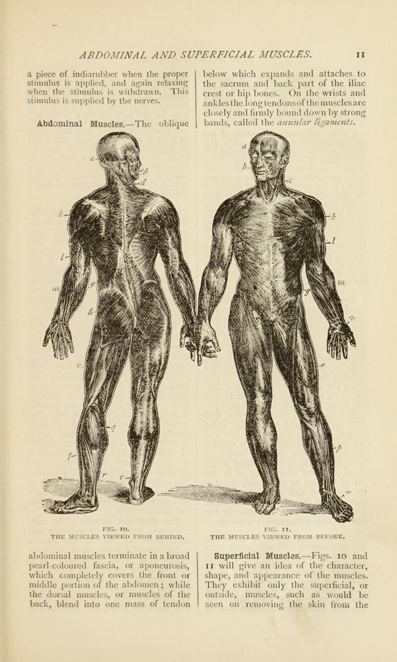 a piece of indiarubber when the proper stimulus is applied, and again relaxing when the stimulus is withdrawn. This stimulus is supplied by the nerves. Abdominal Muscles.—The oblique below which expands and attaches to the sacrum and back part of the iliac crest or hip bones. On the wrists and ankles the long tendons of the muscles are closely and firmly bound down by strong bands, called the annular ligaments. FIG. IO. THE MUSCLES VIEWED FROM BEHIND. FIG. IT. THE MUSCLES VIEWED FROM BEFORE. abdominal muscles terminate in a broad pearl-coloured fascia, or aponeurosis, which completely covers the front or middle portion of the abdomen; while the dorsal muscles, or muscles of the back, blend into one mass of tendon Superficial Muscles.—Figs, io and 11 will give an idea of the character, shape, and appearance of the muscles. They exhibit only the superficial, or outside, muscles, such as would be seen on removing the skin from the