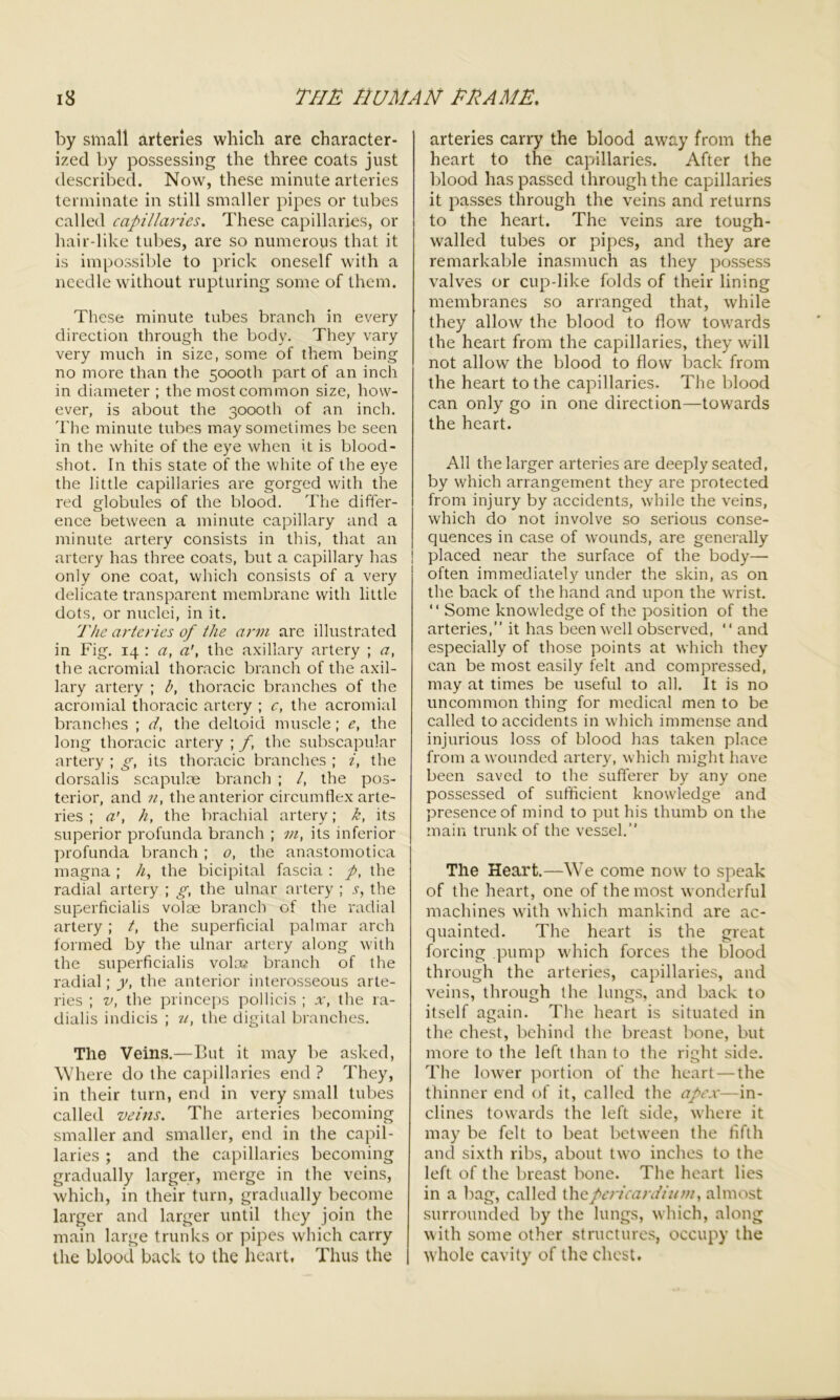 by small arteries which are character- ized by possessing the three coats just described. Now, these minute arteries terminate in still smaller pipes or tubes called capillaries. These capillaries, or hair-like tubes, are so numerous that it is impossible to prick oneself with a needle without rupturing some of them. These minute tubes branch in every direction through the body. They vary very much in size, some of them being no more than the 5000th part of an inch in diameter ; the most common size, how- ever, is about the 3000th of an inch. The minute tubes may sometimes be seen in the white of the eye when it is blood- shot. In this state of the white of the eye the little capillaries are gorged with the red globules of the blood. The differ- ence between a minute capillary and a minute artery consists in this, that an artery has three coats, but a capillary has only one coat, which consists of a very delicate transparent membrane with little dots, or nuclei, in it. The arteries of the arm are illustrated in Fig. 14 : a, a\ the axillary artery ; a, the acromial thoracic branch of the axil- lary artery ; b, thoracic branches of the acromial thoracic artery ; c, the acromial branches ; d, the deltoid muscle ; e, the long thoracic artery ; f, the subscapular artery ; g, its thoracic branches ; i, the dorsalis scapulae branch ; /, the pos- terior, and n, the anterior circumflex arte- ries ; a', h, the brachial artery; k, its superior profunda branch ; m, its inferior profunda branch; 0, the anastomotica magna ; h, the bicipital fascia : p, the radial artery ; g, the ulnar artery ; s, the superficialis volae branch of the radial artery; t, the superficial palmar arch formed by the ulnar artery along with the superficialis volae branch of the radial; y, the anterior interosseous arte- ries ; v, the princeps pollicis ; x, the ra- dialis indicis ; u, the digital branches. The Veins.—But it may be asked, Where do the capillaries end ? They, in their turn, end in very small tubes called veins. The arteries becoming smaller and smaller, end in the capil- laries ; and the capillaries becoming gradually larger, merge in the veins, which, in their turn, gradually become larger and larger until they join the main large trunks or pipes which carry the blood back to the heart, Thus the arteries carry the blood away from the heart to the capillaries. After the blood has passed through the capillaries it passes through the veins and returns to the heart. The veins are tough- walled tubes or pipes, and they are remarkable inasmuch as they possess valves or cup-like folds of their lining membranes so arranged that, while they allow the blood to flow towards the heart from the capillaries, they will not allow the blood to flow back from the heart to the capillaries. The blood can only go in one direction—towards the heart. All the larger arteries are deeply seated, by which arrangement they are protected from injury by accidents, while the veins, which do not involve so serious conse- quences in case of wounds, are generally placed near the surface of the body— often immediately under the skin, as on the back of the hand and upon the wrist. “ Some knowledge of the position of the arteries,” it has beenwrell observed, “ and especially of those points at which they can be most easily felt and compressed, may at times be useful to all. It is no uncommon thing for medical men to be called to accidents in which immense and injurious loss of blood has taken place from a wounded artery, which might have been saved to the sufferer by any one possessed of sufficient knowledge and presence of mind to put his thumb on the main trunk of the vessel.” The Heart.—We come now to speak of the heart, one of the most wonderful machines with which mankind are ac- quainted. The heart is the great forcing pump which forces the blood through the arteries, capillaries, and veins, through the lungs, and back to itself again. The heart is situated in the chest, behind the breast bone, but more to the left than to the right side. The lower portion of the heart — the thinner end of it, called the apex—in- clines towards the left side, where it may be felt to beat between the fifth and sixth ribs, about two inches to the left of the breast bone. The heart lies in a bag, called thcpericardium, almost surrounded by the lungs, which, along with some other structures, occupy the whole cavity of the chest.