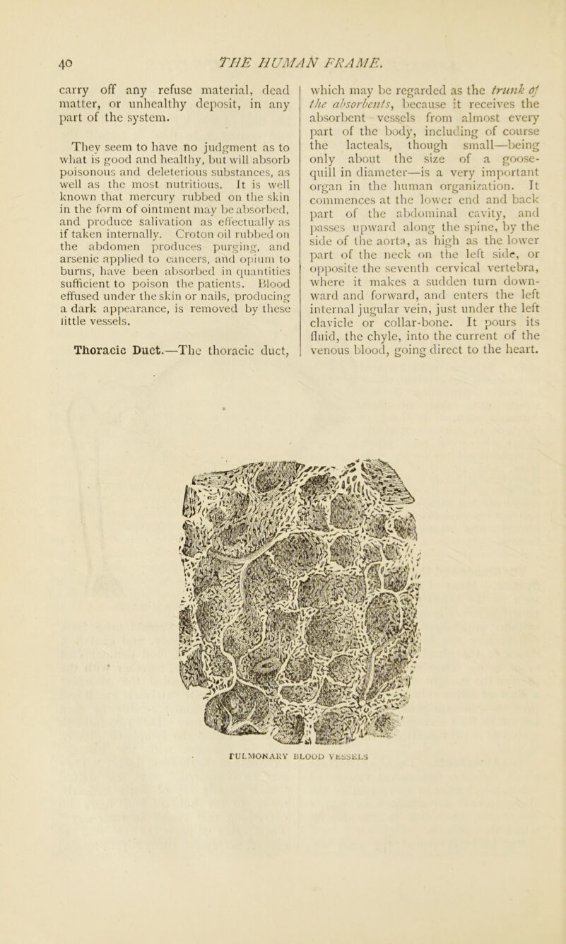 carry off any refuse material, dead matter, or unhealthy deposit, in any part of the system. They seem to have no judgment as to what is good and healthy, but will absorb poisonous and deleterious substances, as well as the most nutritious. It is well known that mercury rubbed on the skin in the form of ointment may beabsoi'bed, and produce salivation as effectually as if taken internally. Croton oil rubbed on the abdomen produces purging, and arsenic applied to cancers, and opium to burns, have been absorbed in quantities sufficient to poison the patients. Blood effused under the skin or nails, producing a dark appearance, is removed by these little vessels. Thoracic Duct.—The thoracic duct, which may be regarded as the trunk Oj the absorbents, because it receives the absorbent vessels from almost every part of the body, including of course the lacteals, though small—being only about the size of a goose- quill in diameter—is a very important organ in the human organization. It commences at the lower end and back part of the abdominal cavity, and passes upward along the spine, by the side of the aorta, as high as the lower part of the neck on the left side, or opposite the seventh cervical vertebra, where it makes a sudden turn down- ward and forward, and enters the left internal jugular vein, just under the left clavicle or collar-bone. It pours its fluid, the chyle, into the current of the venous blood, going direct to the heart. fULMONARY BLOOD VLSSKLS