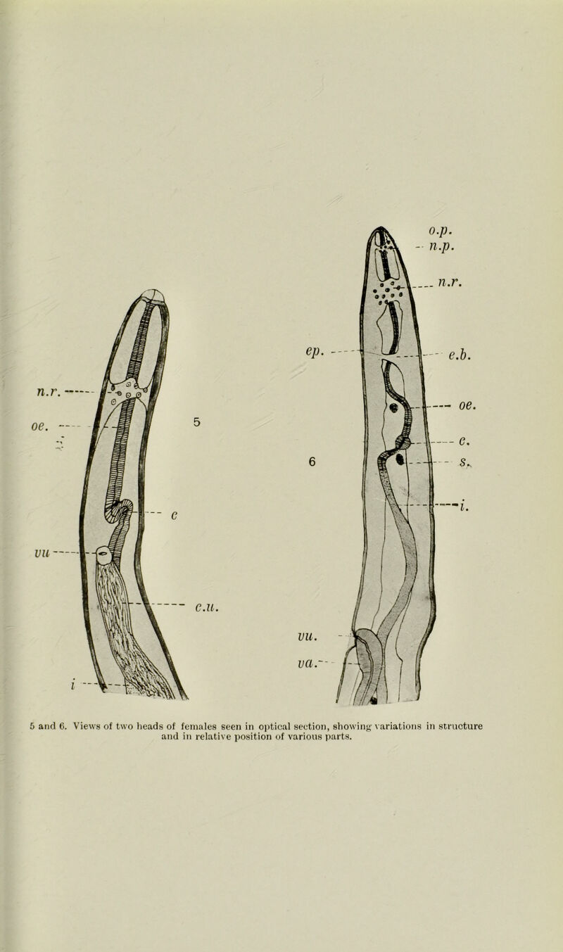 o.p. - n.p. 5 and 6. Views of two heads of females seen in optical section, showing variations in structure and in relative position of various parts.