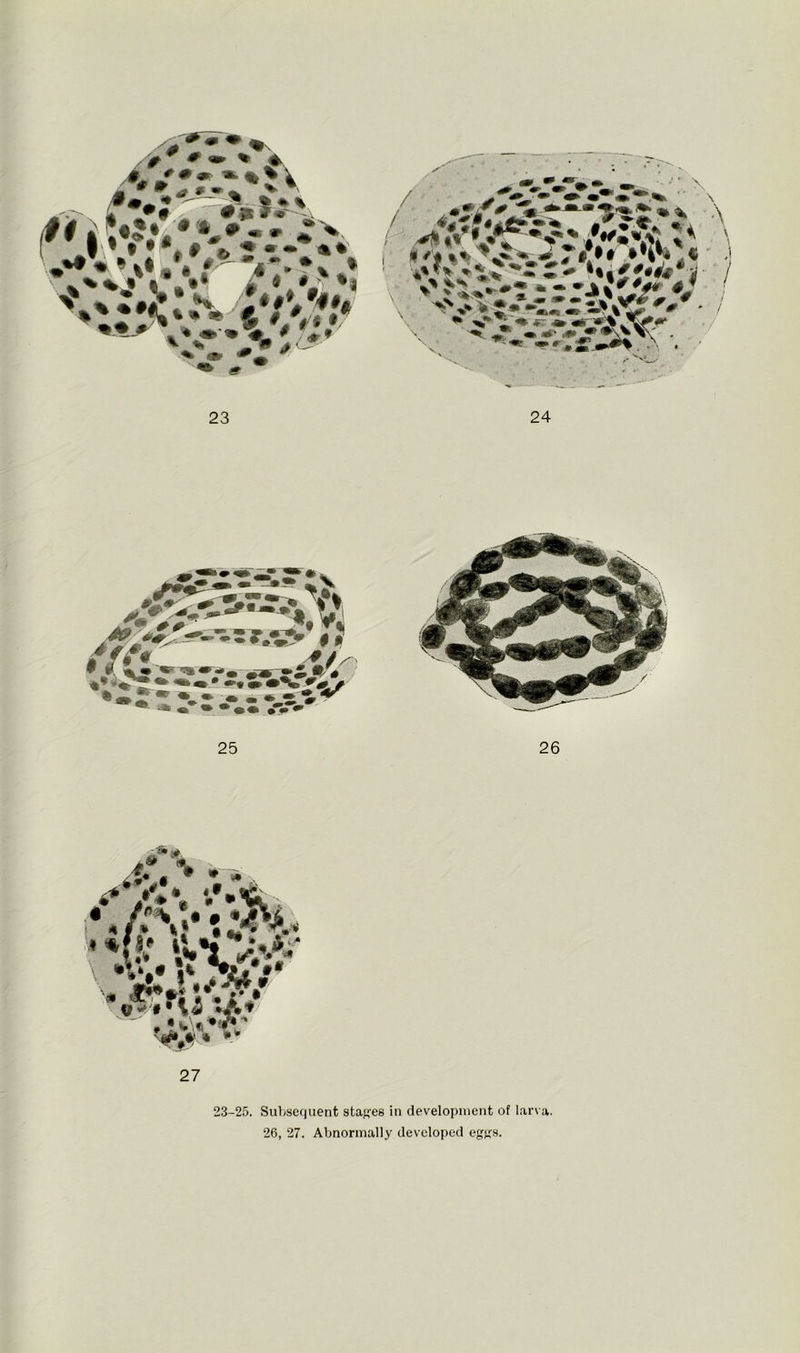 23-25. Subsequent stages in development of larva.