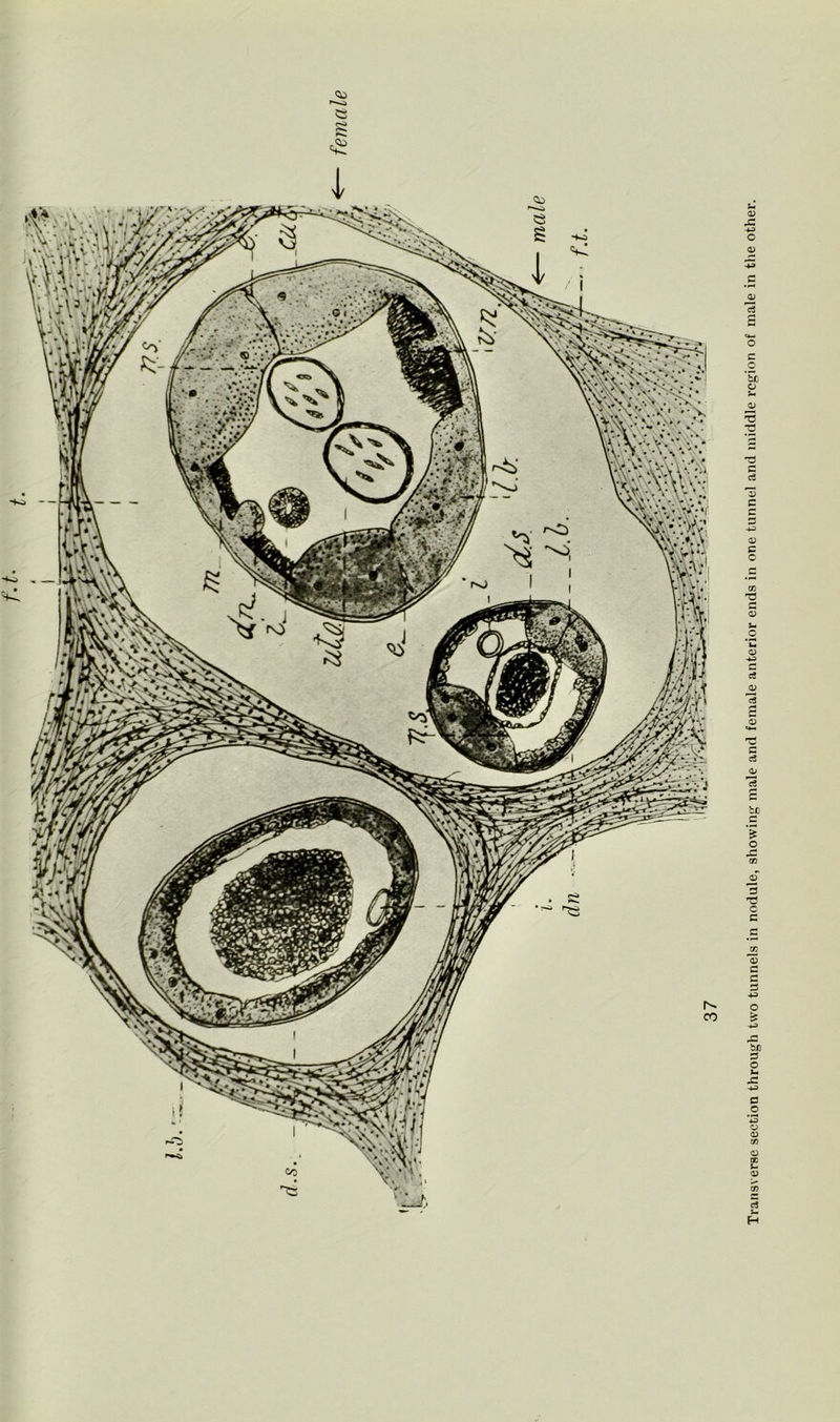 Transverse section through two tunnels in nodule, showing male and female anterior ends in one tunnel and middle region of male in the other.