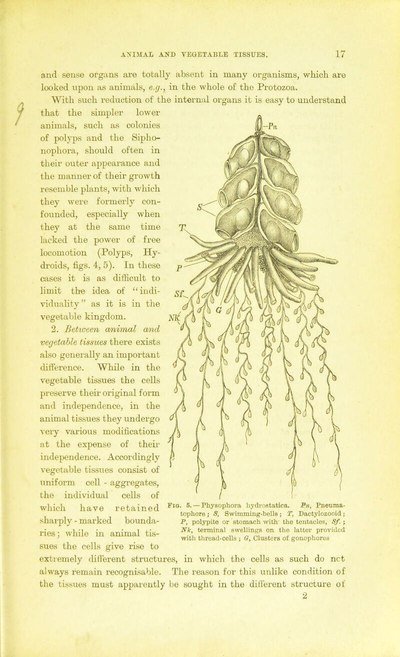 and sense Organs are totally absent in many organisms, which are looked lipon as aniiuals, e.g., in the whole of the Protozoa. Witli such reduction of the internal Organs it is easy to understand that the simpler lower animals, such as colonies of polyps and the Sipho- nophora, should often in their outer appearance and the manner of their growth resemble plants, with which they were formerly con- founded, especially when they at the same time lacked the power of free locomotion (Polyps, Hy- droids, figs. 4, 5). In these cases it is as difficult to limit the idea of “indi- viduality” as it is in the vegetable kingdom. 2. Betioeen cmimal and vegetable tissues there exists also generally an important difference. While in the vegetable tissues the ceUs preserve their original form and independence, in the animal tissues they undergo vciy various modifications at the expense of theii’ independence. Accordingly vegetable tissues consist of uniform cell - aggregates, the individual cells of which have retained shai-ply - marked bounda- ries; while in animal tis- su&s the cells give rise to extremely diflerent structures, in which the cells as such do net always remain recognisable. The reason for this unlike condition of the tissues must appareutly be sought in the different structure of 2 Fio. 6. — Physophora hydrostatica. P», Pneuma- tophore; 8, Swimming-bellB; T, Dactylozooid; P, polypite or stomach with' the tentacles, Sf.; Nie, terminal swellinga on the latter provided with thread-cells ; ff, Clusters of gonophorea
