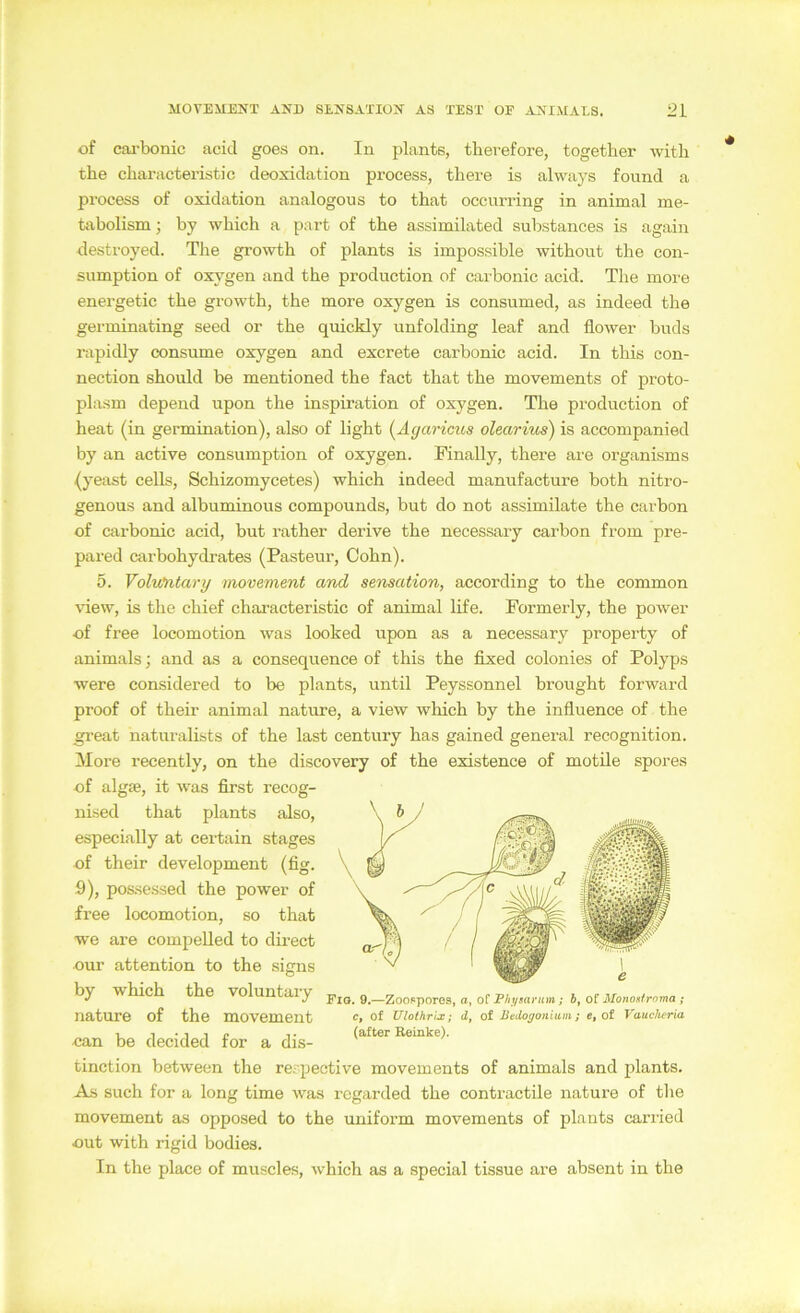 of cai’bonic acid goes on. In plante, thevefore, together with the cliaracteristic deoxidation process, there is always found a process of oxidation analogen s to that occurring in animal me- tabolism; by which a part of tbe assimilated substances is again destroyed. The growth of plants is impossible without the con- sumption of oxygen and the production of carbonic acid. The inore energetic the growth, the more oxygen is consumed, as indeed the germinating seed or the quickly unfolding leaf and liower buds rapidly consume oxygen and exerete carbonic acid. In this Con- nection should be mentioned the fact that the movements of proto- plasm depend upon the inspiration of oxygen. The production of heat (in germination), also of light i^Agaricus olearius) is accompanied by an active consumption of oxygen. Finally, there are organisms (yeast ceUs, Schizomycetes) which indeed manufacture both nitro- genous and albuminous compounds, but do not assimilate the carbon of carbonic acid, but rather derive the necessary carbon from pre- pared carbohydrates (Pasteur, Cohn). 5. Volu'ntary movement and Sensation, according to the common view, is the chief characteristic of animal life. Pormerly, the power of free locomotion was looked upon as a necessary property of animals; and as a consequence of this the fixed colonies of Polyps were considered to be plants, until Peyssonnel brought forward proof of their animal nature, a view which by the influence of the ^eat naturalists of the last Century has gained general recognition. More recently, on the discovery of the existence of motile spores of algfe, it was first recog- nised that plants also, especially at certain stages of their development (fig. 9), pos.se.ssed the power of free locomotion, so that we are compelled to direct our attention to the signs by which the voluntaiy nature of the movement can be decided for a dis- tinction between the rerpective movements of animals and plants. As such for a long time was i'cgarded the contractile nature of the movement as opposed to the uniform movements of plants carried out with rigid bodies. In the place of muscles, which as a special tissue are absent in the Fig. 9.—Zooppores, a, of Phy$arim ; b, of Monostrnma ; c, of Ulothrix; d, of Bedogoniuni; c, of Vauc/uria (after Reinke).