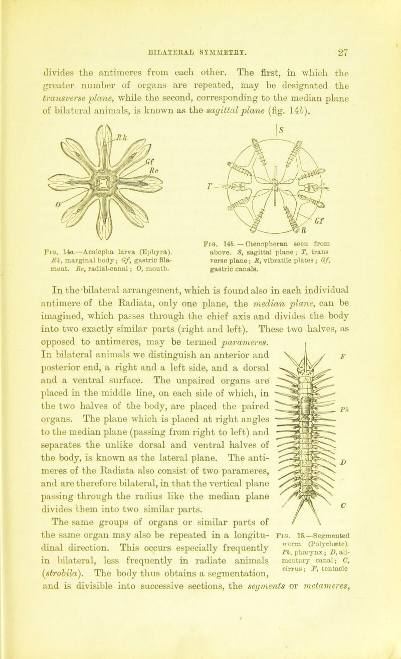 divides the antimeres from each other. The first, in wliich the gi-eater number of Organs are repeated, may be designated the transverse plane, while the second, corresponding to the median plane of bilateral animals, is known as the sagittal plane (fig. 14i). Fig. 14o.—Acalepha lai-va (Bphyra). Mk, marginal body; Gf, gastrio fiila- ment. Rc, radial-canal; O, mouth. S Fio. 14J. — Ctennpheran aeen from abore. S, aagittal plane; T, trana verae plane; R, vibratile platea; Gf, gaatric canala. PÄ In the'bilateral arrangement, which is found also in each individual antimere of the Radiata, only one plane, the median plane, can be imagined, which passes through the chief axis and divides the body into two exactly similar parts (right and left). These two halves, as opposed to antimeres, may be termed parameres. In bilateral animals we distinguish an anterior and posterior end, a right and a left side, and a dorsal and a ventral surface. The unpaired Organs are placed in the middle line, on each side of which, in the two halves of the body, are placed the paired oi'gans. The plane which is placed at right angles to the median plane (passing from right to left) and separates the unlike dorsal and ventral halves of the body, is known as the lateral plane. The anti- meres of the Radiata also consist of two parameres, and are therefore bilateral, in that the vertical plane passing through the radius like the median plane divides Ihem into two similar parts. The same groups of organs or similar parts of the same organ may also be repeated in a longitu- Fio. 16.—segmented dinal direction. This occurs especially frequently pA^^arynx'zTaii- in bilateral, less frequently in radiate animals mentary canai; c, (strobila). The body thus obtains a Segmentation, and is divisible into successive sections, the segmenta or metameres.