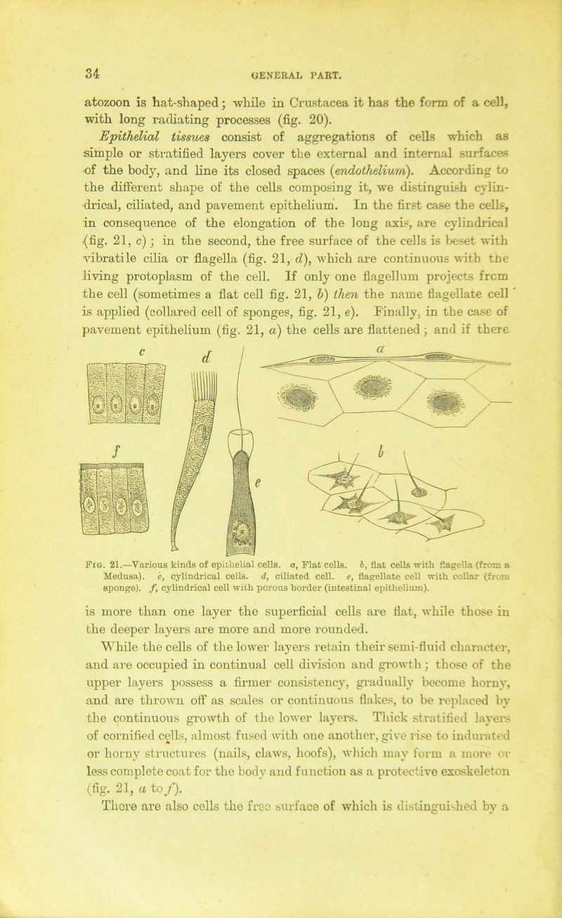 atozoon is hat-shaped; while in Crustacea it has the form of a cell, with long radiating processes (fig. 20). Epithelial tissuea consist of aggregations of ceÜB which as simple or stratified layers cover tbe external and internal surfaces ■of the body, and line its closed spaces {endothelium). According to the different shape of the cells composing it, we distinguish cylin- ■drical, cüiated, and pavement epithelium. In the first case the cells, in consequence of the elongation of the long axis, are cylindrical .(fig. 21, c); in the second, the free surface of the cells is beset with vibratile cilia or flagella (fig. 21, d), which are continuous with the living protoplasm of the cell. If only one flagellum projects frcm the cell (sometimes a flat cell fig. 21, b) ihen the name flagellate cell is applied (collared cell of sponges, fig. 21, e). Finally, in the case of pavement epithelium (fig. 21, a) the cells are flattened; and if there Fi6. 21.—VariouB klnds of epilhelial cells. a, Elat cells. b, flat cells with flagella (from a Medusa), c, cylindrical cells. d, cüiated cell, e, flagellate cell with collar (from sponge). /, cyUndrical cell with porous horder (intestinal epithelium). is more than one layer the superficial cells ai-e flat, while those in the deeper layers are more and more rounded. While the cells of the lower layers retain their semi-fluid character, and are occupied in continual cell division and growth j those of the upper layers possess a firmer consistency, gi-adually become horny, and are thrown off as scales or continuous flakes, to be replaced by the continuous growth of the lower layere. Thick stratified layei-s of cornifiecl cells, almost fused with oiie another, give rise to indui-ated or horny structures (nails, claws, hoofs), wliich may form a more or lesscompletecoat for the body and function as a protective exoskeleton (fig. 21, a to/). Tliore are also cells the free surface of which is distingui•^hed by a