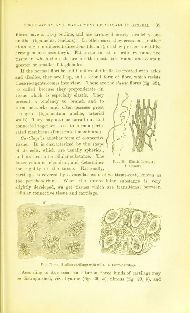 fibres have a wavy outline, and are arranged nearly parallel to one another (ligament^, tendons). In other cases tliey cross one another at an angle in different dii’ections (derinis), or they present a net-like arrangement (mesentery). Fat tissue consists of ordinary connective tissue in which the cells are for the most part round and contain greater or smaller fat globules. If the normal fibrillfe and bundles of fibrillse be treated with acids and alkalies, they swell up, and a second form of fibre, which resists these re-agents, comes into view. These are the elastic fibres (fig. 28), so called because they preponderate in tissue which is especially elastic. They present a tendency to branch and to form networks, and often possess great strength (ligamentum nuchae, arterial walls). They may also be spread out and connected together so as to form a perfo- rated membrane (fenestrated membrane). Cartilage’is another form of coiinectivi tissue. It is characterized by the shapt of its cells, which are usually spherical, and its firm intercellular substance. The latter contains chondrin, and detei-mines Fig. 28.-Elastic fibres, o; 1 • • 1 • 1 • IT . 11 network. the rigidity of the tissue. Jtxternally, cartilage is covered by a vascular connective tissue-coat, known as the perichondrium. When the intercellular substance is very slightly developed, we get tissues which are transitional between cellular connective tissue and cartilage. b Fig. 29.—o, Hyaline cartilage with cells. b, Fibro-cartilage. .\ccording to its special Constitution, three kinds of cartilage may
