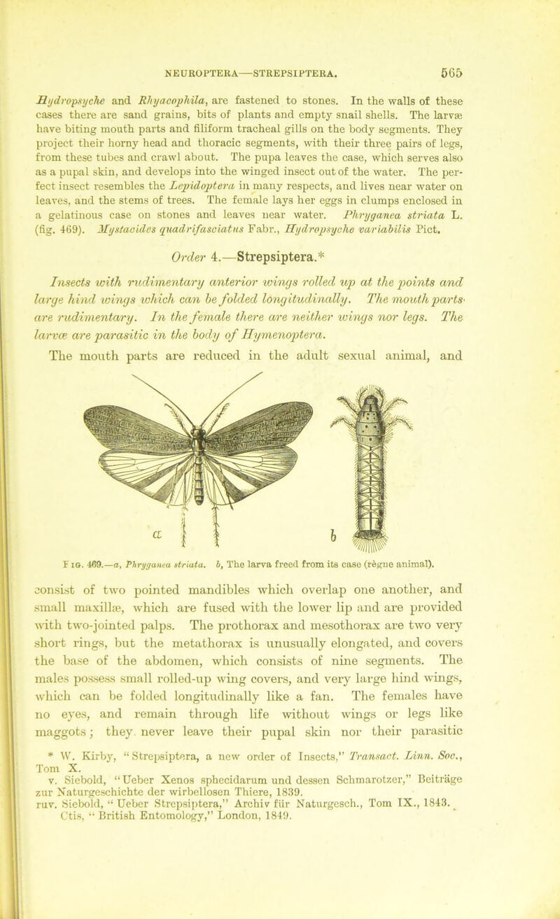 Hydropsyche and Rlnjacophila, are fastened to stones. In the walls of these cases there are sand grains, bits of plants and empty snail Shells. The larvse have biting mouth parts and filiform tracheal gills on the body segments. They project their homy head and thoracic segments, with their three pairs of legs, from these tubes and crawl about. The pupa leaves the case, whieh serves also as a pupal skin, and develops into the winged insect out of the water. The per- fect insect resembles the Lepidoptera in many respects, and lives near water on leaves, and the stems of trees. The female lays her eggs in clumps enclosed in a gelatinous case on stones and leaves near water. Phryganea sti'iata L. (fig. 169). Myslaoules qxiadrifasciatuss Fahr., Hydropayche variabilis Pict. Order 4.—Strepsiptera.* Insects with rudiinentary anterior wings rolled v/p at the points and large hind tvings ivhich can be folded longitudinally. The mouth parts- are rudiinentary. In the female there are neither wings nor legs. The larvce are parasitic in the body of Hymenoptera. The mouth parts are reduced in the adult sexual animal, and F le. 469.—o, Phryganea »Iriata. b, The larva freed from its case (rÄgne animal). consLst of two pointed mandibles which overlap one another, and small maxillse, which are fused with the lower lip and are provided with two-jointed palps. The prothorax and mesothorax are two very short rings, but the metathorax is unusually elongated, and covers the base of the abdomen, which consists of nine segments. The male.s pos.sess small rolled-up wing covers, and very large hmd wings, which can be folded longitudinally like a fan. The females have no eyes, and remain through life without wings or legs like maggots; they. never leave their pupal skin nor their parasitic ♦ IV. Kirby, “ Strepsiptcra, a new order of Insccts, Tranmet. Linn. Soc., Tom X. V. Siebold, “ üeber Xenos sphecidarum und dessen Schmarotzer,” Beiträge zur Xaturgeschichte der wirbellosen Thiere, 1839. ruv. Siebokl, “ Ueber Strepsiptera,” Archiv für Naturgcsch., Tom IX., 1843. _ Ctis, •• British Entomology,” London, 1849.