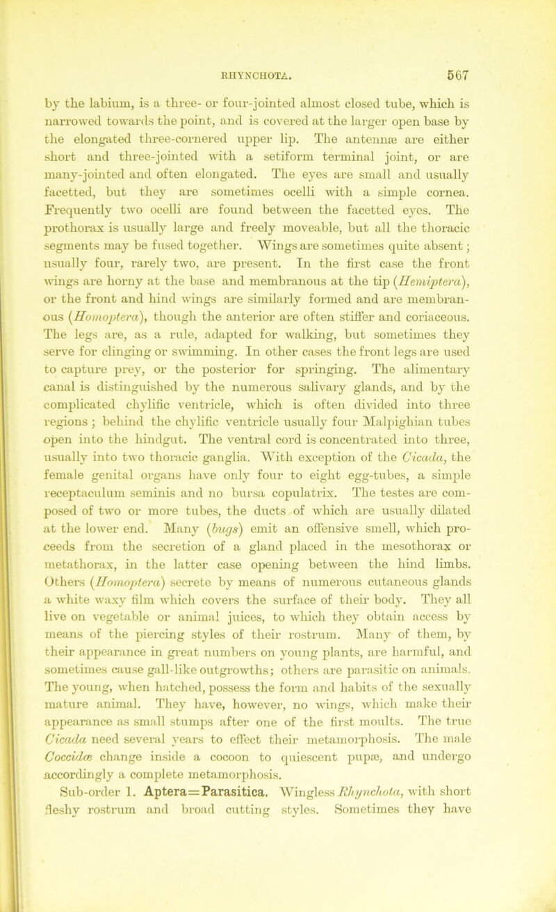 by tlie labium, is a thi'ee- or four-jointecl almost closed tube, which is narrowed towards tbe point, and is covered at the larger open base by the elongated three-coniered upper lip. The antennte are eitber short and three-jointed with a setiform terminal joint, or are many-jointed and often elongated. The eyes are small and usually facetted, but they are sometimes ocelli with a simple cornea. Frequently two ocelli are found between the facetted eyes. The prothorax is usually large and freely moveable, but all the thoiucic Segments may be fused together. Wings are sometimes quite absent; usually four, rarely two, are present. In the tirst case the front wings are horny at the base and membranous at the tip (^Hemiptera), or the front and hind wings are similarly formed and are membran- ous {Homopte)-a), though the anteiior are often stiffer and coriaceous. The legs are, as a rule, adapted for walking, but sometimes they serve for clinging or swimming. In other cases the front legs are used to capture prey, or the posterior for springing. The alimentary canal is distinguished by the numerous salivary glands, and by the complicated chylific ventricle, which is often divided into three i-egions ; behind the chylific ventricle usually four Mal2)ighian tubes open into the hindgut. The ventral cord is concenti'ated into three, usually into two thoracic ganglia. With exception of the Cicada, the female genital organs have only four to eight egg-tubes, a simple i'eceptaculum seminis and no bursa copulatrix. The testes are com- posed of two or more tubes, the ducts of which are usually dilated at the lower end. Many (bugs) emit an offensive smell, which pro- ceeds from the secretion of a gland placed in the mesothorax or metathorax, in the latter case opening between the hind limbs. üthers (Hornoptera) secrete by means of numerous cutaneous glands a white waxy film which covers the surface of theii- body. They all live on vegetable or animal juices, to which they obtain access b\' means of the piercing styles of their lostrum. Many of them, by their appearance in gi-eat numbers on young plants, are harmful, and sometimes cau.se gall-like outgi'owths; others are parasitic on animals. The young, when hatched, possess the form and habits of the sexually mature animal. They have, however, no wings, which make their appearance as .small stumps aftei- one of the fii'st moults. The true Cicada need several years to effect their metamorphosis. The male Coccidce change inside a cocoon to quiescent pupaj, and undei’go accordingly a complete metamorphosis. Sub-order 1. Aptera=Parasitica. Wingle.ss with short fieshy rostrum and broad cutting styles. Sometimes they have