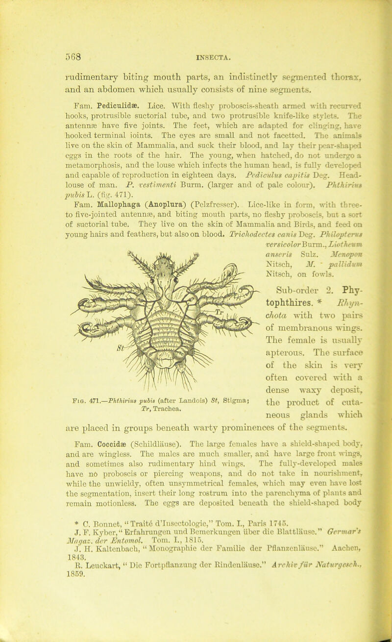 1-udimentary biting mouth parts, an indLstinctly segmented thoi-ax, and an abdomen whicli usually consists of nine segments. Fam. Pediculidae. Lice. With flcshy proboscis-sheath armed with recurred liooks, proti-usible suctorial tube, and two protrusiblc knife-like stylets. The antennsE have five joints. The feet, which arc adapted for clinging, liave hooked terminal ioints. The eyes are small and not facetted. The animals live on the skin of Mammalia, and suck their blood, and lay their pear-slia[)ed eggs in the roots of the hair. The young, when hatched, do not undergo a metamorphosis, and the louse which infects the human head, is fully developed and capable of rcproduction in eighteen days. Pcdiculm capitis Deg. Head- louse of man. P. vestimenti Burm. (larger and of pale colour). Phthirivs L. (fig. 471). Farn. Mallophaga (Anoplnra) (Pelzfresser). Lice-lLke in form, with tbree- to five-jointed antennre, and biting mouth parts, no fleshy proboscis, bnt a sort of suctorial tube. They live on the skin of Mammalia and Birds, and feed on young hairs and feathers, but also on blood. 'Pricliodectes canis Deg. Philopterus TersicolorBuTca., Liothcum ansn'is Sulz. Jfenapon Nitsch, M. ■ pallidum Nitsch, on fowls. Sub-order 2. Phy- tophthires. * Rhyn- chota with two pairs of membi-anous wings. The female is usually apterous. The surface of the skin is very often covered with a dense waxy deposit, the product of cuta- neous glands which aie placed in groups beneath warty prominences of the segments. Farn. Coccidee (Schildläuse). The large feniales have a shield-shajxxi body, and are wingless. The malcs are much smaller, and have large front wings, and sometimes also rudimentary hind wings. The fully-developcd nniles have no proboscis or piercing weapons, and do not take in nourishment, while the unwieldy, often unsymmetrical females, which may even have lost the Segmentation, insert their long rostrum into the j)arenchyma of plants and rcmain motionlcss. The cggs are dcpositcd beneath the shield-shaped body ♦ C. Bonnct, “Traitd d’Inscctologio,” Tom. I., Paris 1745. .T. F. Kyber,“Erfahrungen und Bemerkungen Uber die Blattläuse.” Gcrmar's Jilagai. der Entomol. Tom. I., 1815. .1. H. Kaltenbach, “ Monographie der Familie der Pfl.anzenläuse. Aachen, 1843. 11. Leuckart, “ Die Fortpflanzung der Rindcnläuso.” Archiv für Natvrgesch., 1869. Fig. 471.—PhthirUis pubis (after Landois) Sty Stigma; Tr, Trachea.