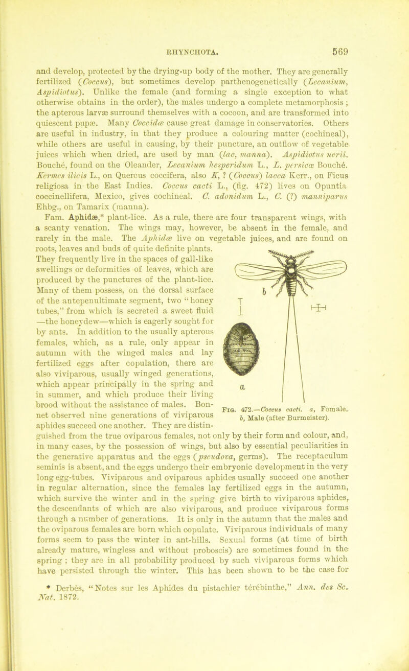 and develop, protocted by tbe drying-up body of the mother. They are generally fertilized (^Cocovs), but soraetimes develop parthenogenetically (^Lecanium, Aspidiotus). ünlike the female (and forming a single exception to what otherwise obtains in the Order), the males undergo a complete metamorphosis ; the apterous larvas surround themselves with a cocoon, and are transformcd into quiescent pupne. Many Coceulai cause great damage in conservatories. Others are useful in industry, in that they produce a colouring matter (cochineal), whUe others are usefid in causing, by their puncture, an out flow of vegetable Juices which when dried, are used by man (tec, manna). Axpidiotiia nerii. Bouchö, found on the Oleander, Lecanium hexperidum T;., L. ptrxicm Bouch6. Kermex ilicis L., on Quercus coccifera, also IC, ? (^Coccux) lacca Kerr., on Ficus religiosa in the East Indies. Coccux oacti L., (fig. 472) lives on Opuntia coccinellifera, Mexico, gives cochineal. C. adonidum L., C. (?) munniparnx Ehbg.. on Tamarix (mauua). Fam. Äphidae,* plant-lice. As a rule, there are four transparent wings, with a scanty venation. The wings may, however, be absent in the female, and rarely in the male. The Aplüdm live on vegetable Juices, and are found on roots, leaves and biids of quite definite plants. They frequently live in the spaces of gall-like swellings or deformities of leaves, which are produced by the punctures of the plant-lice. Many of them possess, on the dorsal surface of the antepenultimate Segment, two “ honey tubes,” from which is secreted a sweet fluid —the honeydew—which is eagerly sought for by ants. In addition to the usually apterous females, which, as a rule, only appear in autumn with the winged males and lay fertilized eggs after co{)ulation, there are also viviparous, usuall}' winged gencration.s, which appear principally in the spring and in Summer, and which produce their living brood w'ithout the aasistance of males. Bon- net observed nine generations of viviparous aphides succeed one another. They are distin- guished from the true oviparous females, not only by their form and colour, and, in many cases, by the posscssion of wings, but also by essential peculiarities in the generative apparatus and the eggs (^pseudova, germs). The receptaculum seminis is absent, and the eggs undergo their embryonic development in the very long egg-tubes. Viviparous and oviparous aphides usually succeed one another in regulär alternation, since the females lay fertilized eggs in the autumn, which survive the wintcr and in the spring give birth to viviparous aphides, the de.scendants of which are also viviparous, and produce viviparous forme through a number of generations. It is only in the autumn that the males and the oviparous females are born which copulate. Viviparous individuals of many forms seem to pass the winter in ant-hills. Sexual forms (at time of birth already mature, wingless and without jiroboscis) arc sometimes found in the spring ; they are in all probability produced by such viviparous forms which have persisted through tlie winter. This has been shown to be the case for • Derbys, “ Notes sur Ics Apliides du pistachier t6r6binthe,” Ann. des Sc, Kaf. 1872. Fio. 472.—Coccu» caefi. a, Fcniale, b, Male (after Burmeiater).