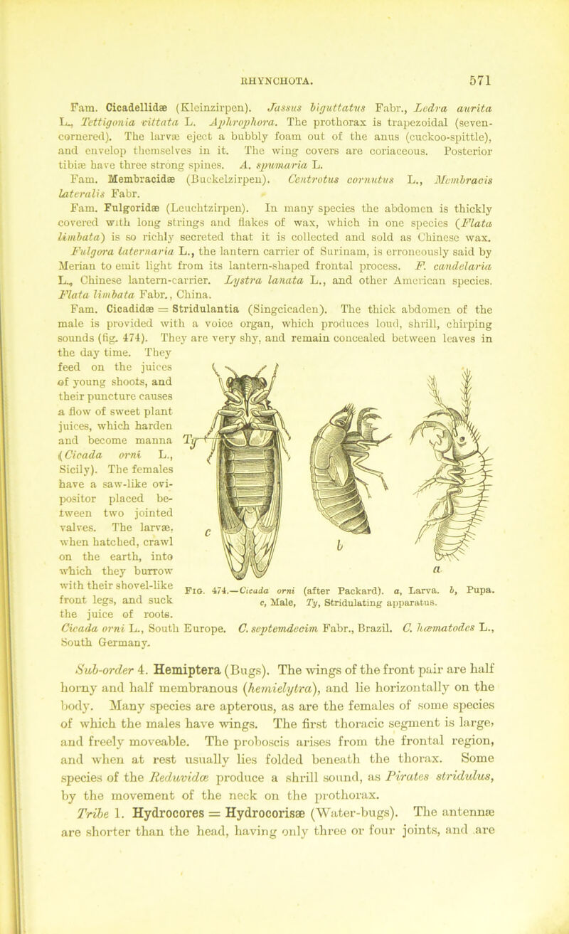 Fam. Cicadellidae (Kleinzirpen). Jassus biguttatiis Fahr., Ledra anrita L-, Tettigonia vittata L. Aphrojihora. The prothorax is trapezoidal (seven- cornered). The hu'vae eject a bubbly foam out of the auus (cuckoo-spittle), and envelop themselves in it. The wing covers are coriaceous. Posterior tibise bare three strong spines. A. spumaria L. Fam. Memhracidee (Buckelzirpeu). Centratus cornuUts L., 3Icmhracis lateralis Fahr. Fam. Fulgoridee (Leuchtzirpen). In many species the abdomen is thickly corered with long strings and flakes of wax, which in one species {Flata limbata) is so richly secreted that it is collected and sold as Chinese wax. Fulgora laternaria L., the lantern carrier of Surinam, is erroncously said by Merian to erait light from its lantern-shaped frontal process. F. candelaria Chinese lantern-carrier. Lystra lanata L., and other American species. Flata limbata Fahr., China. Fam. Cicadidae = Stridulantia (Singcicaden). The thick abdomen of the male is provided with a voice organ, which produces loud, shrill, chirping Sounds (fig. 471). Thcy are very shy, and remain coiieealed between leaves in the day time. They feed on the Juices of yonng shoots, and their puncturc causes a flow of sweet plant Juices, which harden and become manna {Cieada orni L., Sicily). The females have a saw-like ovi- positor placed be- tween two Jointed valves. The larvae. when hatched, crawl on the earth, into which they burrow with their shovel-Uke front legs, and suck the Juice of root«. Cieada orni L., South Europe. South Germany. Fio. 474.—Cicuda orni (after Packard). a, Larva, l, Pupa. c, Male, Ty, Stridulatiug apparatus. C. septemdecim Fahr., BrazU. C. heematndes L., Sub-order 4. Hemiptera (Bug.s). The wings of the front pair are half horny and half membranous {hemielytra), and lie horizontally on the body. Many .species are apterous, as are the females of .some species of which the males have wings. The first thoi-acic segment is large» and freely moveable. The prohoscis arises from the frontal region, and when at rest nsually lies folded beneath the thorax. Some species of the Reduvidoe prodnee a shrill sound, as Pirates strididus, by the movement of the neck on the jirothorax. Trihe 1. Hydrocores = Hydrocorisse (Water-bugs). The antenme are shorter than the head, having only three or four joints, and are