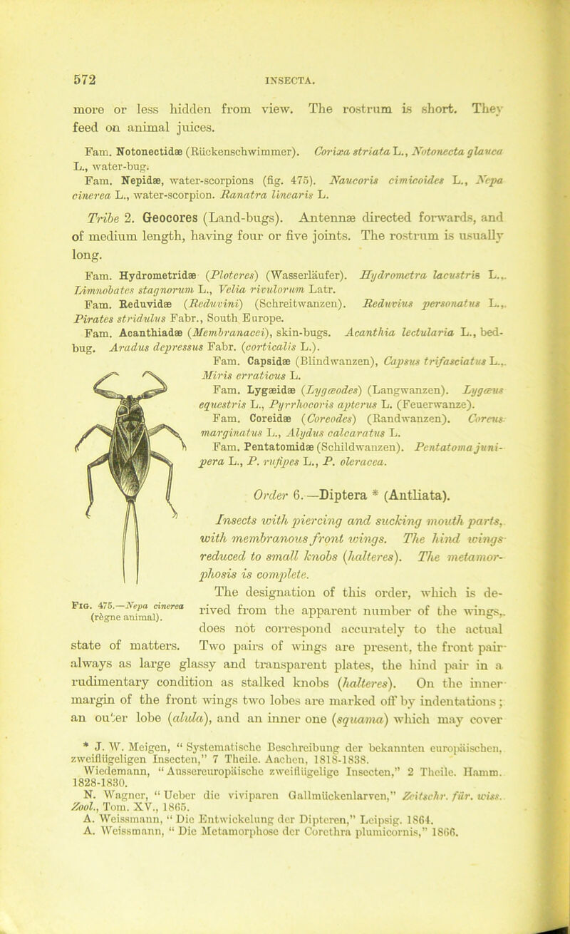 more or less hidden from view. The rostrum short. They feed on animal juices. Fam. Notonectidae (Rückenschwimmer). Coi'ixa striata L., Notonecta glauca L., water-bug. Fam. Nepidae, water-scorpions (fig. 47.5). Naucoris eimiaoides L., Xepa cinerea L., water-soorpion. Ranatra linearis L. Trihe 2. Geocores (Land-bugs). Antennse directed fomvards, and of medium length, having four or five joints. The rostrum is usually long. Fam. Hydrometridae (Ploteres) (Wasserläufer). Hydrometra lacustris L.,. lÄmnohates staynorum L., Velia rirvlorum Latr. Fam. Reduvidae (Reduvini) (Schreitwanzen). Rednvius personatus L.,. Pirates stridulvs Fahr., South Europe. Fam. Acanthiadae {Menibranacei), skin-bugs. Acanthia lectularia L., bed- bug. Aradus depressus Fabr. (oorticalis L.). Fam. Capsidae (Blindwanzen), Capsns trifasciatus L.,. Miris erraticus L. Fam. Lygaeidae {Lygceodes) (Langwanzen). Lygcnis egucstris L., Pyrrhoeoris apterus L. (Feuerwanze). Fam. Coreidae {Coreades) (Randwanzen). Corefu- marginatus L., Alydus ealearatus L. Fam. Pentatomidae (Schildwanzen). Pvntatoma junx- pera L., P. rxifipes L., P. oleracca. Ox'd&r 6.—Diptera * (Antliata). Insects wiih jnercing and suching mouth part-s, with membranous front wings. The hind icings- reduced to small knobs (kälteres). The metamor- phosis is complete. The designation of this order, which is de- rived from the apparent number of the ^^ings,. does not coi’respond accurately to the actual Tvvo pairs of wings are present, the front pair- always as large glassy and transparent plates, the hind pair in a rudimentary condition as stalked knohs (kälteres). On the inner- margin of the front wings two lobes are marked oft’ by indentations; an outer lobe (alula), and an inner one (squama) which may cover * J. W. Meigen, “ Systematische Beschreibung der bek.anntcn europäischen, zweiflügeligen Inscoton,” 7 Theile. Aachen, 1818-1838. Wiedemann, “ Aussereuropiiische zweiflügelige Insecten,” 2 Theile. H-amm. 1828-1830. N. Wagner, “lieber die viviparen QallmUckenlarven,” Zcitschr. für. wiss.. Zoul., Tom. XV., 1805. A. Weissmann, “ Die Entwickelung der Dipteren,” Leipsig. 1864. A. Weissmann, “ Die Metamorphose der Corethra plumicornis,” 1866. Fig. 476.—Nepa cinerea (rögne animal). state of matters.