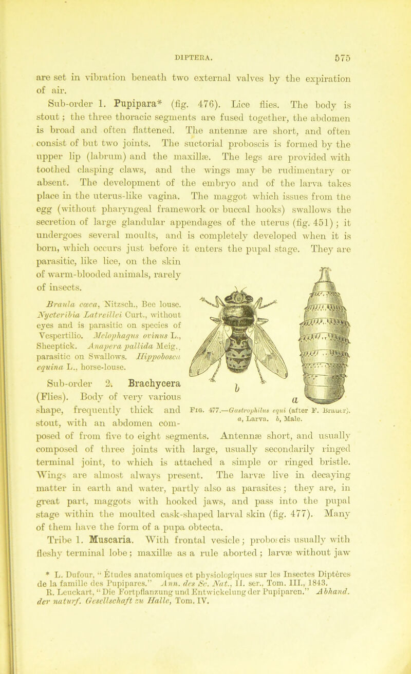 are set in \-ibration beneath two external valves by the expiration of air. Sub-order 1. Pupipara* (fig. 476). Lice flies. The body is stout; the three thoracic seguients are fused together, the abdomen is broad and often flattened. The antennpe are short, and often consist of but tAvo joints. The snctorial proboscis is formed by the upper lip (labrum) and the maxillte. The legs are piovided with toothed clasping claws, and the wings may be rudimentary or absent. The development of the embryo and of the lai'va takes place in the uterus-like vagina. The maggot which i.ssnes froin the egg (without pharyngeal framework or buccal hooks) swallows the secretion of large glandular appendages of the uterus (fig. 451); it undergoes several moults, and is completely developed when it is born, which occurs just before it enters the pupal stage. They are parasitic, like lice, on the skin of warm-blooded animals, rarely of insects. Braula cceca, Nitzsch., Beo louse. Kycterihia Latreillei Cuit., withont eyes and is parasitic on species of Vespertilio. Melophagits ovinvs L., Sheeptick. Anaperapallida Meig.. parasitic on Swallows. Ilippobosca eqvina L., horse-louse. Sub-order 2. Brachycera (Flies). Body of very various .shape, frequently thick and stout, with an abdomen com- posed of from five to eight segments. Antennte short, and usually composed of three joints with large, usually secondarily linged tei-minal joint, to which Ls attached a simple or ringed bristle. Wings are almost always present. The larvas live in decaying matter in earth and water, partly also as parasites; they are, in great part, maggots Avith hooked jaws, and pass into the pupal stage Avithin the moulted cask-.shaped larval .skin (fig. 477). Many of them liiive the form of a pupa obtecta. Tribe 1. Muscaria. With frontal vesicle; probot cis usually with lle.shy terminal lobe; maxillaj as a rule aborted ; larva; Avithout jaAv ♦ L. Dufour. Etudes anatomiques ct phy.siologiqucs sur Ics Insectcs Diptferes de la famille des Pupipares.” Ann. de» A'at., 11. ser., Tom. III., 184,3. R. Lcuckart, “ Die P’ortpflanzung und Entwickelung der Pupiparen.” A bhand. der naturf. Gesellschaft zu Halle, Tom. IV. Fig. 477.—Gastrophihis cqni (alter F. Bniutr). a, Larva, Male.
