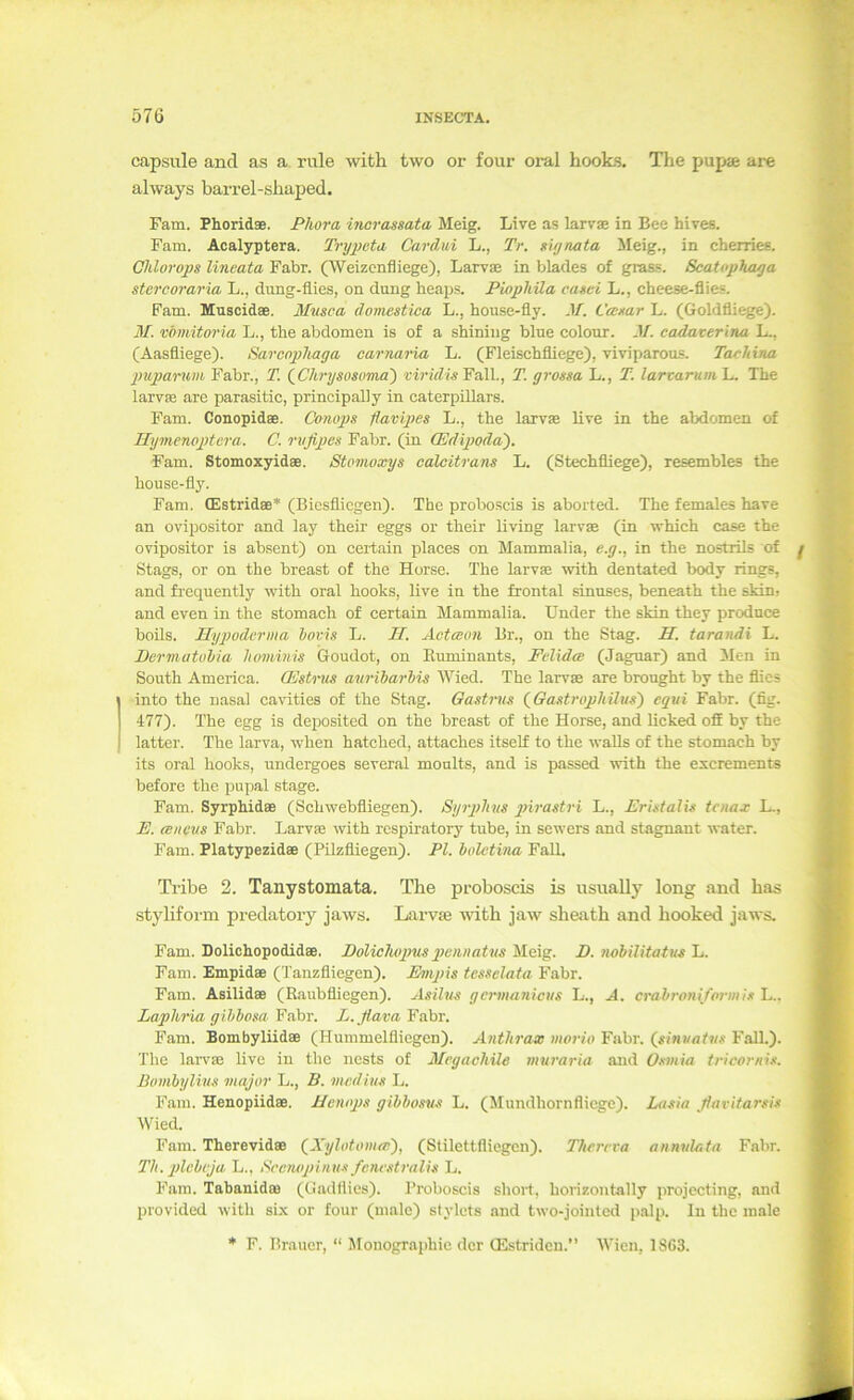 capsule and as a. rule with two or four oral hooks, The pup» are always barrel-shaped. Farn. Phoridae. Plwra incrassata Meig. Live as larvae in Bee hives. Farn. Acalyptera. Trypeta Cardui L., Tr. »ujnata Meig., in cherries. Chlorops lincata Fahr. (Weizenfliege), Larvae in blades of grass. Scatophaya stercoraria L., dung-flies, on düng heaps. Piopliila canei L., cheese-flies. Pam. Muscidae. Musea doviestiea L., house-fly. M. Camr L. (Goldfliege). M. vhmitm'ia L., the abdomen is of a sMning blue colonr. M. cadaverina L., (Aasfliege). Saronphaga carnaria L. (Fleisehfliege), viviparous. Tachina pnparwn Fabr., T. (^Chrysosoma) Fall., T. grossa L., T. larraruni'L. The larvEB are parasitic, principally in Caterpillars. Fam. Conopidae. Cotiops flavipes L., the larvae live in the abdomen of Hymenoptcra. C. rufiiyes Fabr. (in (Edipoda). Fam. Stomoxyidae. Stomoxys calcitram L. (Stechfliege), resembles the house-fly. Fam. (Estridae* (Biesflicgen). The proboscis is aborted. The females have an ovipositor and lay their eggs or their living larvae (in which case the ovipositor is absent) on ceitain places on Mammalia, e.g., in the nostrils of Stags, or on the breast of the Horse. The larvae with dentated body rings, and fi'equently with oral hooks, live in the frontal sinuses, beneath the skin, and even in the stomach of certain Mammalia, ünder the skin they produce boUs. Hygiodcrma bovis L. IT. Acfcson Br., on the Stag. II. tarandi L. Dermatobia hominis Goudot, on Euminants, Felidw (Jaguar) and Men in South America. QSstrus auribarbis Wied. The larvae are brought by the flies into the nasal cavities of the Stag. Oastrus {^Gastropliilus') eqni Fabr. (fig. 477). The egg is deposited on the breast of the Horse, and licked off by the latter. The larva, when hatched, attaches itself to the walls of the stomach by its oral hooks, undergoes several moults, and is passed with the escrements before the pupal stage. Fam. Syrphidae (Schwebfliegen). Syrphtis pirastri L., Erhtalu tcnax L., E. ancvs Fabr. Larvae with respiratory tube, in sewers and stagnant water. Fam. Platypezidse (Pilzfliegen). PI. baletina FaU. Ti-ibe 2. Tanystomata. The proboscis is usually long and bas styliform predatory jaws. Larvae with jaw sheath and hooked jaws. Fam. Dolichopodidse. Dolicluqms gjennaUis Meig. D. nobilitatus L. Farn. Empidse (Tanzfliegen). Evipis tcsselata Fabr. Fam. Asilidee (Raubfliegen). Asihis gcrmanicus L., A. crabroniformis L.. Laphria gihbosa Fabr. L. flava Fabr. Fam. Bombyliidee (Hummelfliegcn). A/ithrax liwrio Fabr. (^sinnaivs FalL). The larvae live in the ncsts of Megaohile muraria and Osmia tricornis. Bombylins viajor L., B. mediiis L. Fam. Henopiidae. Ilenops gibbosus L. (Mundhornfliege). L<t.<tia flavifarsis Wied. Fam. Therevid® (^Xylotoma;'), (Stilettfliegen). Thercra annvlata Fabr. Th. plcbeja. L., Bcmwpinus fcnvstralis L. Fam. Tabanidffi (Gadflies). Proboscis short, horizontally projccting, and provided with six or four (male) stylets and two-jointed p.alp. ln the male * F. Brauer, “ Monographie der CEstriden.” Wien, 1863.