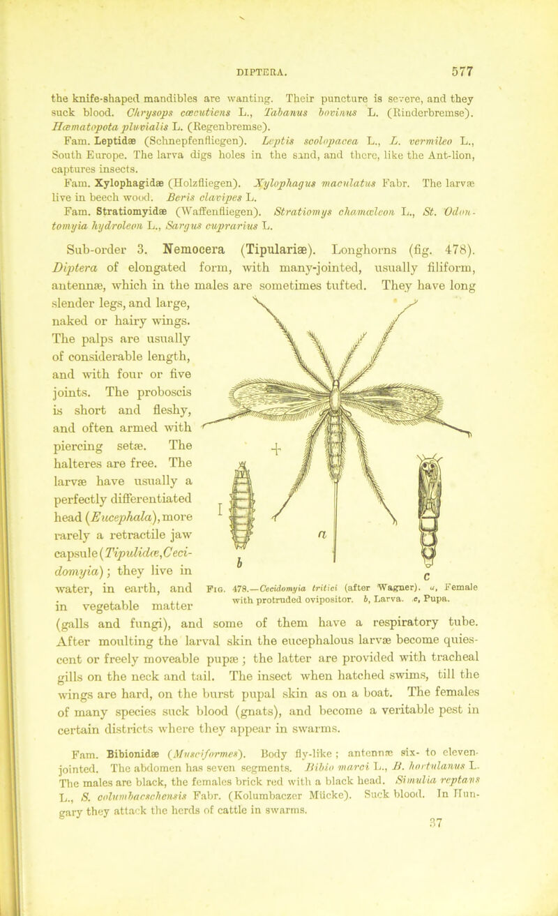 the knife-shapecl mandibles are wanting. Thcix puncture is severe, and they suck blood. Chrysops ccBcutiem L., Tahanus hovinns L. (liiaderbremse). Iliematopota pluvialis L. (Eegenbremse). Farn. Leptidee (Schnepfenfliegen). Lcptis scolopacea L., L. vermileo L., South Enrope. The larva digs holes in the sind, and thcre, like the Ant-lion, captures insects. Farn. Xylophagidae (Holzfliegen). Xylophagus macnlatus Fahr. The laxvae live in beech wood. Berts elavipes L. Fam. Stratiomyidae (Waffenfliegen). Stratiomys cliamwleon L., St. Odoti- tomyia hydroleon L., Sargus cuprarius L. Sub-order 3. Nemocera (Tipulariae). Longhorns (fig. 478). Diptera of elongated form, with many-jointed, usually filiform, autennte, whicb in tlie males are sometimes tufted. They have long .slender legs, and large, naked or hairy wings. The palps are usually of considerable length, and with four or five joints. The proboscis is short and fleshy, and often armed with piercing sette. The halteres are free. The larvEe have usually a perfectly difFerentiated head [E ucephcda),mova i-arely a retractile jaw capsule (Tipulid(e,Ceci- doviyia); they live in water, in earth, and in vegetable matter (galls and fungi), and some of them have a respiratory tube. After moulting the larval skin the eucephalous larvse become quies- cent or freely moveable pupce ; the latter are provided with tracheal gills on the neck and tail. The insect when hatched swims, tili the wings are hard, on the hurst pupal skin as on a boat. The females of many species suck blood (gnats), and become a veritable pest in Fig. i78.—Cecidomvia Iritici (after Wagner), u, I’emale with protruded ovipositor. b, Larva, e, Pupa. certain districts where they appear in swarms. Fnm. Bibionidae (Mvsci/ormes'). Body fly-lrke ; antcnnnc six- to clcven- jointed. The abdomen has seven segments. JHbin marci Ij., B. hnrtulanvs L. The males are black, the females brick red with a black head. Simvlia reptatts L., S. cidtinihacscliensis Fahr. (Kolumbaczer Mücke). Suck blood. ln rTun- gary they attack the herds of cattle in swarms.