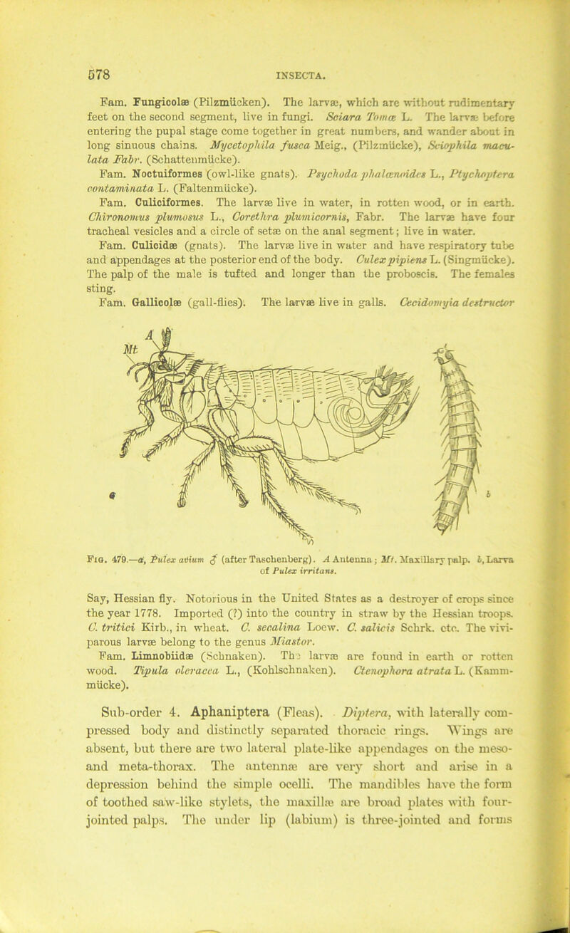 Eam. Fungicolae (Pilzmücken). The larvae, which are without rudimentary feet on the second segment, live in fungi. Soiara Tornas L. The larvae before entering the pupal stage eome together in great numbers, and wander abont in long sinuous chains. Myeetophila fmca Meig., (Pilzmücke), fidophila maen- lata Fahr. (Schatteiimücke). Fam. Noctuiformes (owl-like gnats). Psychoda j/halanoides h., Piychoptera contaminata L. (Faltenmücke). Fam. Culiciformes. The larvae live in water, in rotten wood, or in earth. Chironomm plumosus L., Corethra pliiviioornis. Fahr. The larvae have four traoheal vesicles and a circle of setae on the anal segment; live in water. Fam. Culicidae (gnats). The larvae live in water and have respiratory tube and appendages at the posterior end of the body. Culexpipient L. (Singmücke). The palp of the male is tufted and longer than the proboscis. The females sting. Fam. Gallicol® (gall-flies). The larv« live in galls. Cecidomyia deitrudor Fio. 479.—a, Tulex atlium (J (after Taschenberg). A Äntenna ; MaxiUarv palp. 1, Larva of Pulex irritans. Say, Hessian fly. Notorious in the United States as a destroyer of crops since the year 1778. Imported (?) into the country in straw by the Hessian troops. C. tritici Kirb., in wheat. C. secalina Loew. C. talicis Schrk. etc, The vivi- parous larvse belong to the genus 3Hastor. Fam. Limnohiidae (Schnaken). The larvm are fonnd in earth or rotten wood. Tipula oleracca L., (Kohlsohnaken). ofrafaL. (Kamm- mücke). Sub-order 4. Äphaniptera (Fleas). Diptera, with laterally com- pi’essed body and distinctly separated thorneic i-iiigs. Wings are absent, but there are two lateral plate-like appendages on the meso- and meta-thorax. The antennm ara very short and ai-i.se in n depression beliind the simple ocelli. The mandibles have the form of toothed saw-like stylets, the maxillaj are broad plates with four- iointed palps. The under lip (labiuni) is thrce-jointed and forms h