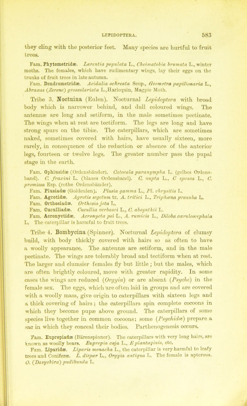 they cling with the posterior feet. Many species are hurtful to fruit trees. Fam. PhytometridsB. Larentia popitlata L., Cheimatohia hrvmata L., winter moths. The females, which have rudimentary wings, lay their eggs on the trunks of fruit trees in late autumn. Fam. Dendrometrid®. Aoidalia ochreata Scop., Cfeomatra 2fapiUmaria'L., Abraxas (^Zerene) gross^dariata L.,Harlequin, Magpie Moth. Tribe 3. Noctuina (Eulen). Nocturnal Lepidoptera with broad body which is narrower behind, and dull coloured wings. The antennte are long and setiform, in the male sometimes pectinate. The wings when at rest are tectiform. The legs are long and have strong spurs on the tibiaj. The Caterpillars, which are sometimes naked, sometimes covered with hairs, have usually sixteen, more rarely, in consequence of the reduction or absence of the anterior legs, fourteen or twelve legs. The greater number pass the pupal stage in the earth. Fam. Ophiusidffi (Ordensbänder). Catocalaparanympba L. (gelbes Onlens- band). C. fraxini L. (blaues Ordensband). C. nnpta L., C sponsa h-, C. promissa Esp. (rothe Ordensbänder). Fam. Flusiad® (Goldeulen). Plibsia gamma L., PI. chrgsitis L. Fam. Agrotid». Agrotis segetum tr. A. tritici L., Tripluena protmha L. Fam. Orthosiad®. Orthosia jota L. Fam. Cuculliad®. Cucullia rerbasci L,, 0. absynthii L. Fam. Acronyctid». Acramjota pai L., A- rumicis L., Piloba ccvnileocephala L. The Caterpillar is harmful to fruit trees. Tribe i. Bomhycina (Spinner). Nocturnal Xjepidopte.ra of clttmsy build, with body thickly covered with hairs so as often to have a woolly appearance. The antennte are setiform, and in the male pectinate. The wings are tolerably broad and tectiform when at rest. The larger and clumsier females fly but little ; but the males, which are often brightly coloured, move with greater rapidity. In some cases the vdngs are reduced {Orgyia) or are absent (^Psyche) in the female sex. The eggs, which are often laid in groups and are covered with a woolly mass, give origin to Caterpillars with sixteen legs and a thick covering of hairs; the Caterpillars spin complete cocoons in which they become pupee above ground. The Caterpillars of some species live together in common cocoons; some (PsychidcB) prepare a ■sac in which they conceal their bodies. Parthenogenesis occurs. Fam. Euprepiad® (Bärenspinner). The Caterpillars with very long hairs, are known as woolly bears. Euprepia caja L., Eplantaginis, etc. Fam. Liparid®. Liparis vwnacha L., the Caterpillar is very harmful to Icafy trees and Conifer®. L. dispar L., Orgyia antiqna L. The female is aptcroiis. O. (Dasyebira) pwlibvnda L.
