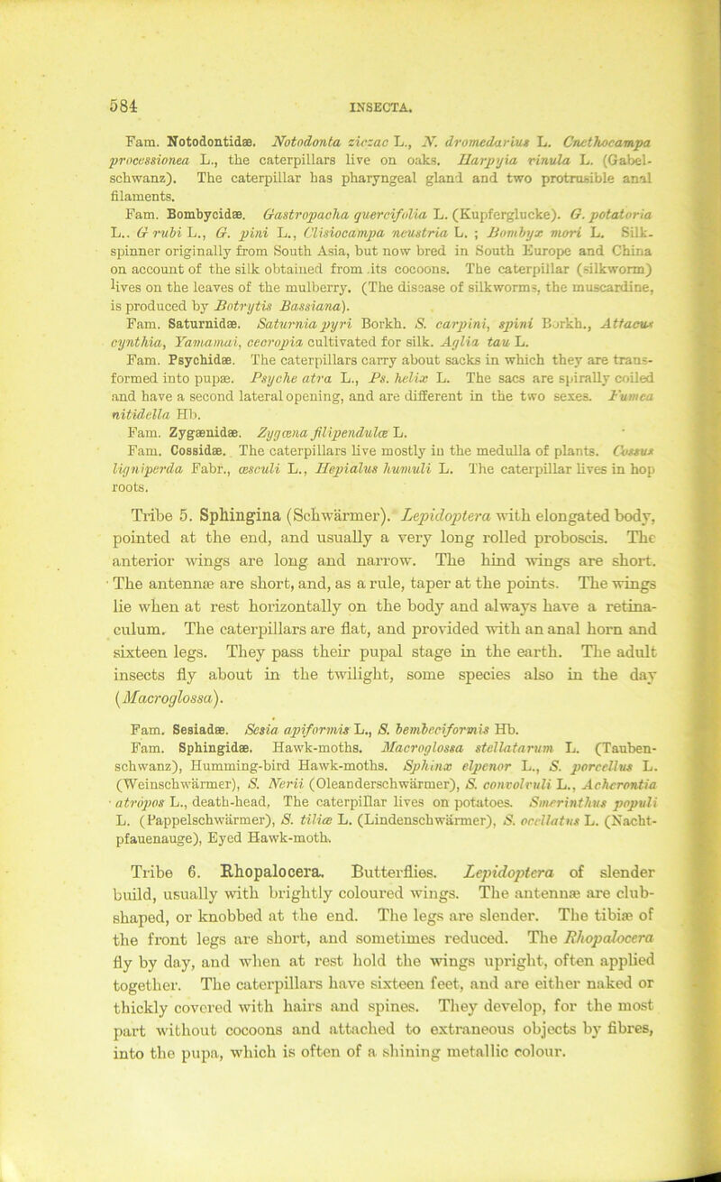 Farn. NotodontidaB. Notodonta ziczac L., X. dromedariu» L. Cnethocampa proccssionea L., the Caterpillars live on oaks. Uarpyia rinula L. (Gabel- scliwaitz). The Caterpillar has pharyngeal gland and two protrusible anal filaments. Fam. Bombycidae. Gastropaeha guerciftilia L. (Kupferglucke). G. potaioria L.. G rubi L., G. pini L., Clisiocampa neugtria L. ; JJomhyx mori L. Silk- spinner originally from South Asia, but now bred in South Europe and China on account of the silk obtaiued from ,its cocoons. The Caterpillar (silkwonn) Uves on the leaves of the mulberry. (The disease of silkworms, the muscardine, is produced by Botrytis Bassiana). Fam. Saturnidae. Satwnm pyri Borkh. S. carpini, spini Borkh., Attaout cynthia, Yamamai, oeoropia, cultivated for silk. Aglia tau L. Fam. Psychidae. The Caterpillars carry about sacks in which they are trans- formed into pupae. Psyche atra L., Ps. helix L. The sacs are spiraUy coiled and have a second lateral opening, and are different in the two seies. Fumea nitidclla Hb. Fam. Zygaenidae. Zygcena filipendulceJj. Fam. Cossidaa. The Caterpillars live mostly in the medulla of plants. Cusius ligniperda Fahr., cesculi L., Hepialus humuli L. The Caterpillar lives in hop roots. Tribe 5. Sphingina (Scbwärmer). Lepidoptera with elongated bodv, pointed at the end, and usually a very long rolled proboscis. Tbc anterior Mangs are long and narrow. The hind ^vings are short. The antenme are short, and, as a rule, taper at the points. The wings lie when at rest horizontally on the body and always have a retina- culum, The Caterpillars are flat, and provided with an anal horn and sixteen legs. They pass their pupal stage in the earth. The adult insects fly about in the twilight, some species also in the day [Macroglossa). Fam. SesiadsB. Scsia apiformisAi.^ 8. bembceiformU Hb. Fam. SphingidaB. Hawk-moths. Macroglossa stcllatarum L. (Tauben- schwanz), Humming-bird Hawk-moths. Sphinx elpenor L., S. porcellut L. (Weinschwärmer), 8. Xerii (Oleanderschwärmer), 8. coiivolruli L., Achcrontia • atropos L., death-head, The Caterpillar lives on potatoes. Smerinthus populi L. ( Fappelschwärmer), 8. tiliee L. (Lindenschwärmer), Ä ondlatns L. (Kacht- pfauenauge), Eyed Hawk-moth. Tiibe 6. Ehopalocera. Butterflies. Lepidoptera of slender build, usually with brightly coloured wings. The autennse are club- shaped, or knobbed at the end. The legs are slender. The tibise of the front legs are short, and sometimes reduced. The Rhopalocera fly by day, and -when at rest hold the wings upright, often applied together. The Caterpillars have sixteen feet, and are either naked or thickly covcred with hairs and spines. They develop, for the most part M'ithout cocoons and attached to extraneous objects by fibrcs, into the pupa, tvhich is often of a shining metallic colour.