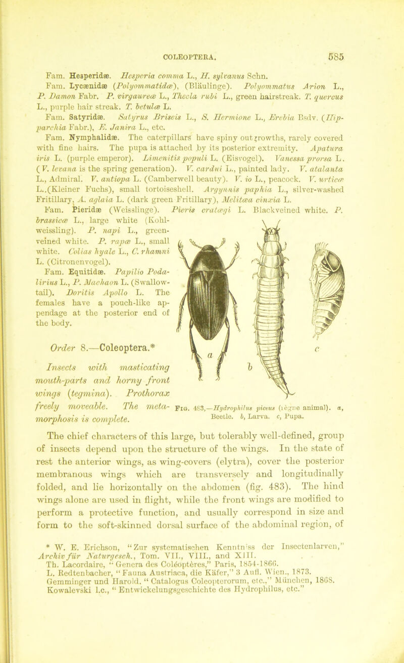 Farn. Heaperidee. Hesperia comma L., II. sylvanus Schn. Fam. Lyceenidee (Polyo-mnmtida:'), (Bläulinge). Polyommatus Arion L., P. Dämon Fahr. P. virgauretB L., Thaula ruhi L., green hairstreak. T. querous L., purple hair streak. T. hetvles L. Fam. Satyridee. Satyrus Driseis L., S. Ilermione L., Erchia Bsdv. (^Tlip- parchia Fahr.), E. Janira L., etc. Fam. Nymphalidae. The Caterpillars hare spiny out^rowths, rarely covered with fine hairs. The pupa is attached .by its posterior extremity. Apatu,ra iris L. (purple emperor). Limenitis pipuli \j. (Eisvogel). Vanessa prorsa ~L. ( F. levatta is the spring generation). V. cardui L., painted lady. V. atalanta L., Admiral. F. antiopa L. (Camberwell beauty). V. io L., peacock. V. nrtictp L..(Kleiner Fuchs), small tortoiseshell. Aryynnis paphia L., silvcr-washed Fritillary. A. aglaia L. (dark green Fritillary), Melitcea cinxia L. Fam. Pieridae (Weisslinge). Pieris cratcegi L. Blackveined white. P. brassicw L., large white {Kohl- weissling). P. napi L., green- veined white. P. rapm L., small white. Colias hyale L., C. rhamni L, (Citronenvogel). Fam. Equitidae. Papilio Poda- lirius L., P. Machaon L. (Swallow- tail). Doritis Apollo L. The females have a pouch-like ap- pendage at the posterior end of the body. Order 8.—Coleoptera.* Insecls with masticating mouth-parts atul horny front wings (teginina). Prothorax frcely moveahle. Phe meta- Fiq, 4S3.—Hydrophihi« piceug animai). o, morphosis is complete. Beeile, b, Larva, c, Pupa. The chief characters of this large, but tolerably well-defined, gronp of in.sects dejiend upon the structure of the wings. In the state of rest the anterior wings, as wing-covers (elytra), cover the posterior membranous wings which are transversely and longitudinally folded, and lie horizontally on the abdotuon (fig. 483). Tlio bind wings alone are used in flight, while the front wings are modified to perform a protective function, and usually correspond in size and form to the soft-skinned dorsal surface of the abdominal region, of * W. E. Erichson, “Zur systematischen Kenntn'ss der Inscctenlarveii,” Archiv für Naturgesch., Tom. VII., VIII., and XIII. Th. Lacordaire, ‘‘Genera des Coldopt6res,” Paris, 1854-1860. L. Rcdtenbacher, “Fauna Austriaca, die Käfer,” 8 Autl. Wien., 1878. Gemmingcr und Harold. “ Catalogus Coleoptcrorum, etc.,” München, 18GS. Kowalevski l.c., “ Entwickclungsgeschichte des Hydrophilus, etc.”