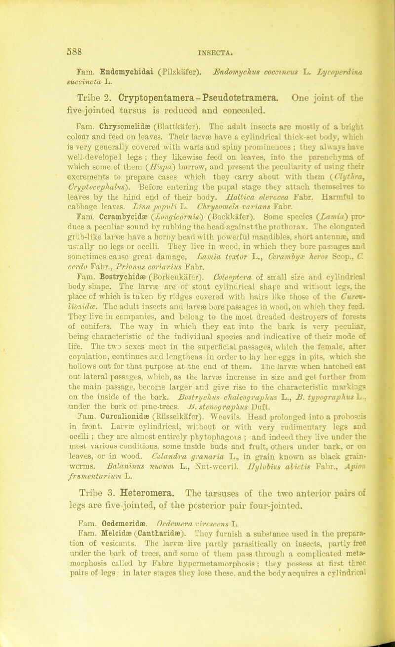 Fam. Eadomycliidai (Pilzkäfer). Endomychu* coccrrwv* L. Lycoperditui guccincta L. Tribe 2. Cryptopentamera=Pseudotetramera. One joint of the five-jointed tarsus is reduced and concealed. Fam. Chrysomelidae (Blattkäfer). The adult insects are mostly of a bright colour and feed on leaves. Their larvm have a cylindrical thick-set body, which is very generally covered with warts and spiny prominences ; they always hare well-developed legs ; they likewise feed on leaves, into the parenchyma of which some of thcm (^UisjJa) burrow, and present the peculiarity of using their excrements to prepare cases which they carry about with them (^Clythra, Cryptocepliahts). Before entering the pupal Stage they attach themselves to leaves by the hind end of their body. Haltica oleraeea Fabr. Harmfnl to cabbage leaves. Lina jxipiili lu. Chrysomela variang Y&hr. Fam. Cerambycidae (^Longicurniai) (Bockkäfer). Some species (^Lamüi) pro* duce a peculiar sound byrubbingthe hcad againsttheprothorax. The elongated grub-like larvje have a horny head with pow'erfid mandibles, short antennae, and usually no legs or ocelli. They live in wood, in which they bore pasjages and somctimes cause great damage. Lamia textor L., Cerambyx heros Scop., C. cerdo Fabr., Prionus coriarius Fabr. Fam. Bostrychidae (Borkenkäfer). Coleaptera of small size and cylindrical body shape. The larvse are of stout cylindrical shape and without leg^s, the place of which is taken by ridges covered with hairs like those of the Ctircv- lionidce. The adult insects and larvae bore passages in wood, on which they feed. They live in Companies, and belong to the most dreaded destroyers of forests of conifers. The way in which they eat into the bark is very peculiar, being characteristic of the individual species and indicative of their mode of life. The two sexes meet in the superficial passages, which the fem.ale, after copulation, continues and lengthens in Order to lay her eggs in pits, which she hollows out for that purpose at the end of them. The larvae when hatched eat out lateral passages, which, as the larvae increase in size and get furtber from the main passago, become larger and give rise to the characteristic markings on the inside of the bark. Bostrychxis clialcagraplius L., B. iypographnt L., under the bark of pine-trees. B. stenographus Duft. Fam. Curculionidee (Rüsselkäfer). Weevils. Head prolonged into a proboscis in front. Larvae cylindrical, without or with very rudimentary legs and ocelli ; they are almost entircly phytophagous ; and indeed they live under the most various conditions, some inside buds and fruit, others under bark. or on leaves, or in wood. Cala.ndra granaria L., in grain known as black grain- worms. Balaninus nucum L., Nut-weevil. J/yloMus aliftü Fahr., Ajfion frumentarhim, L. Tribe 3. Heteromera. Tlie tarsuses of the two anterior paii's of legs are five-joiuted, of the posterior pair four-jointed. Fam. Oedemoridee. Ordemera rhr,<trrng L. Fam. Meloidoe (Cantharidee). They furnish a subsfancc used in the prepara- tion of vesicants. The larvae live parily parasitically on insects, partly free under the bark of trccs. and some of them pass through .a complicated meta- niorphosis callcd by Fahre hy|)ormetamorphosis; they posscss at fiist threc pairs of legs ; in later stages they lose these. and the body acquires a cylindrical I