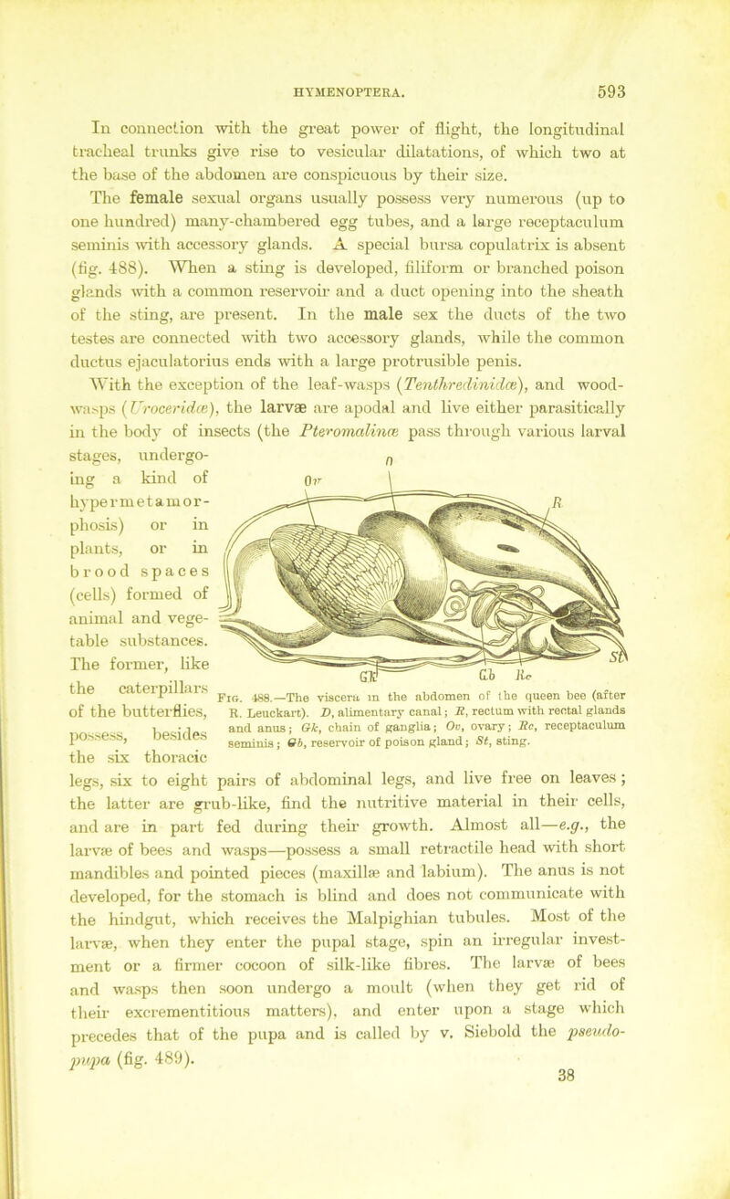 In Connection with the great power of flight, the longitudinal tracheal trnnks give rise to vesicular dilatations, of which two at the base of the abdomen are conspicuons by their size. The female sexual organs usually possess very numerous (up to one hundi’ed) many-chambered egg tubes, and a large receptaculum seminis ■with accessory glands. A special bursa copulatrix is absent (hg. 488). When a sting is developed, filiform or branched poison glands \vith a common reservoir and a duct opening into the sheath of the sting, are present. In the male sex the ducts of the two festes are connected with two accessory glands, while the common ductus ejaculatorius ends with a large protrusible penis. With the exception of the leaf-wasps {Tenthreclinidce), and wood- wasps (Croceridce), the larvse are apodal and live either parasitically in the body of insects (the Fteromalince pass thi-ough various larval stages, undergo- ing a kind of ov hypermetamor- 55^ R phosis) or in plants, or in brood spaces (cells) formed of animal and vege- table substances. The former, like the Caterpillars of the butterflies, possess, besides the six thoracic legs, six to eight pairs of abdominal legs, and live free on leaves; the latter are gi'ub-like, find the nutritive material in their cells, and are in part fed during their growth. Almost all—e.g., the larv^a; of bees and wasps—possess a small retractile head with short mandibles and pointed pieces (maxillae and labium). The anus is not developed, for the stomach is blind and does not communicate with the hindgnt, which receives the Malpighian tubules. Most of the laiwse, when they enter the pupal stage, spin an irregulär Invest- ment or a firmer cocoon of silk-like fibres. The larvse of bees and wasps then soon undergo a moult (when they get lid of their excrementitious matters), and enter upon a stage which precedes that of the pupa and is called by v. Siebold the fseudo- •pv.im (fig. 489). Fig. 488.- Gl£! Ci Re -The viscera m the abdomen of Ihe queen bee (after R. Leuckart). D, alimentary canal; S, rectum with rectal glands and anus; Gk, chain of ganglia; Ov, ovary; Sc, receptaculum seminis; Gb, reservoir of poison gland; St, sting. 38