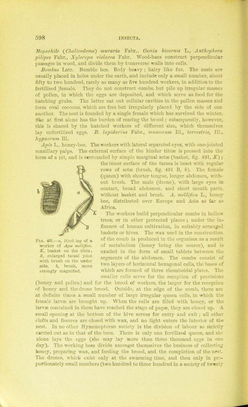 MvqacMle (^Cluüicodoma) vinraria Fahr., Omnia bicorm» L., Antlmpbora püipes Fahr., Xylocopa violacca Fahr. Wood-bees construct perpendicular passages in wood, and divide them by transverse walls into cells. Bombns Latr. Bumble bee. Body heavy ; hairy like für. The nests are nsually placed in holes ander the earth, and include only a small numljer, alx)at fifty to two hundred, rarely as many as five hundred workers, in addition to the fertilized [female. They do not construct combs,. but pile up irregulär massei of pollen, in which the eggs are deposited, and which serve as food for the hatching grubs. The latter eat out cellular cavities in the pollen masses and form oval cocoons, which are free but irregularly placed by the side of one another. The nest is founded by a single female which has survived the winter. She at first alone has the bürden of rearing the brood ; subsequently, however, this is shared by the hatched workers of different size, which themselves lay unfertilized eggs. B. lapidavius Fahr., vnmotn-tim 111., teri-estrU, 111.. hypnorum 111. Apis L., honey-bee. The workers with lateral separated eyes, with one-jointed inaxillary palps. The external surface of the hinder tibi® is pressed into the form of a pit, and is surrounded by simple marginal set® (basket, fig. 491, JT); the inner surface of the tarsus is beset with regulär rows of set® (brush, fig. 491 B, J). The female (queen) with shorter tongue, longer abdomen, with- out brnsh. The male (drone), with large eyes in contact, broad abdomen, and short mouth parts. without basket and brush. A. vieUißca L., honey bee, distributed over Europe and Asia as far as Africa. The workers build perpendicular combs in hollow trees, or in other protected places ; under the in- fiuence of human cultivation, in suitably arranged baskets or hives. The wax used in the construction of the comb is produced in the organism as a result of nictabolism (honey being the source), and is cxuded in the form of small tablets between the Segments of the abdomen. The combs consist of two layers of horizontal hexagonal cells, the bases of which are formed of three rbomboid.al platcs. The smaller cells serve for the recepfion of provisions (honey and pollen) and for the brood of workers, the larger for the reception of honey and the drone brood. Outside, at the edge of the comb, there are at definite times a small number of large irregulär queen cclls, in which t.'ie female larv® are brought up. When the cells are filled with honey, or the larv® contained in them have rcached the stage of pup®, they are closed up. A small opening at the bottom of the hive serves for entry and exit ; all other clcfts and fis.surcs are closed with wax, and no light enteis (hc iutcrior of the nest. In no other Hymenopteran socicty is the divi.sion of labour so .strictly carried out as in that oE the bccs. There is only one fertilized queen, and she alone lays the eggs (she may lay more than three thousand eggs in one day). The working bces ilivide amongst themselves the busincss of collecting honey, preparing wax, and feeding the brood, and the completion of the nest. The droncs, which exist only nt the swarming time, and then only in pro. portionately small numbers (two hundred to three hundred in a socicty of twsnty Fig. 491.—a, Jlind leg of a worker of Äpig melUfica. K, basket on the tibia; U, enlarged tarsal joiut with brush on the under side. &, brush, more .strongly magnifled. k
