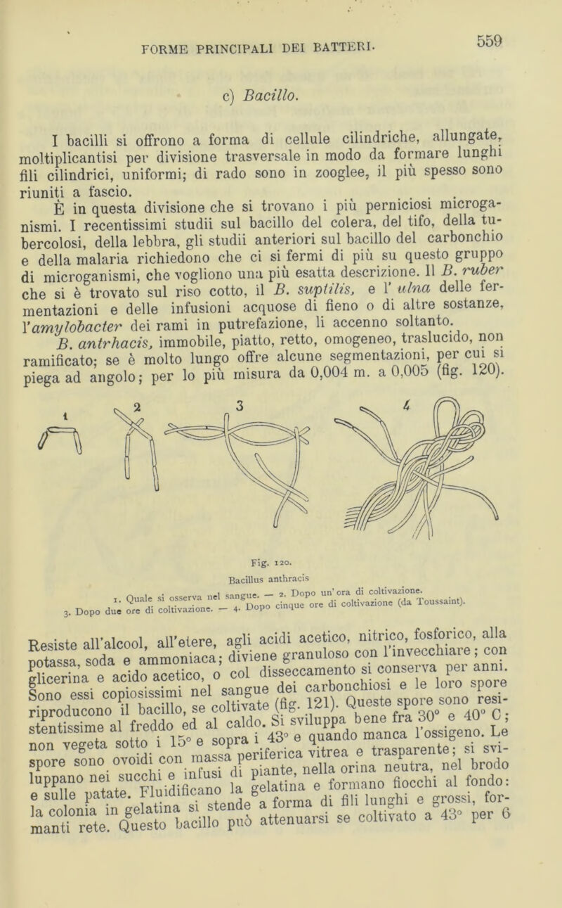 c) Bacillo. I bacilli si offrono a forma di cellule cilindriche, allungate, moltiplicantisi per divisione trasversale in modo da formare lunghi fili cilindrici, uniformi; di rado sono in zooglee, il più spesso sono riuniti a fascio. . . È in questa divisione che si trovano i più perniciosi nncroga- nismi. I recentissimi studii sul bacillo del colera, del tifo, della tu- bercolosi, della lebbra, gli studii anteriori sul bacillo del carbonchio e della malaria richiedono che ci si fermi di più su questo gruppo di microganismi, che vogliono una più esatta descrizione. 11 B. ruber che si è trovato sul riso cotto, il B. suptths, e 1 ulna delle fer- mentazioni e delle infusioni acquose di fieno o di altre sostanze, l'amylobacter dei rami in putrefazione, li accenno soltanto. B antrhacis, immobile, piatto, retto, omogeneo, traslucido, non ramificato; se è molto lungo offre alcune segmentazioni, per cui si piega ad angolo; per lo più misura da 0,004 m. a 0,00o (ng. UO). Fig. 120. Bacillus anthracis _ , . — 2. Dopo un’ora di coltivazione, x. Quale si osserva • di coltivazione (da Toussaint). 3. Dopo due ore di coltivazione. — 4- v Resiste all'alcool, all’etere, agli acidi acetico ni potassa soda e ammoniaca; diviene granuloso con 1 invecchiale, con glicerina e acido acetico, o col disseccamento si conserva pe‘ anni. Sono essi copiosissimi nel sangue dei carbonchiosi e le loio spore riproducono il bacillo, se coltivate (fig. 121). Queste spore sono res.- non vegeta sotto ' ® periferica vitrea e trasparente; si svi- spore sono ovoidi con massa per neUaorina neutraj neI brodo ^LTpatet Fluidificano attenuarsi1 se coltivato a 43° per fi