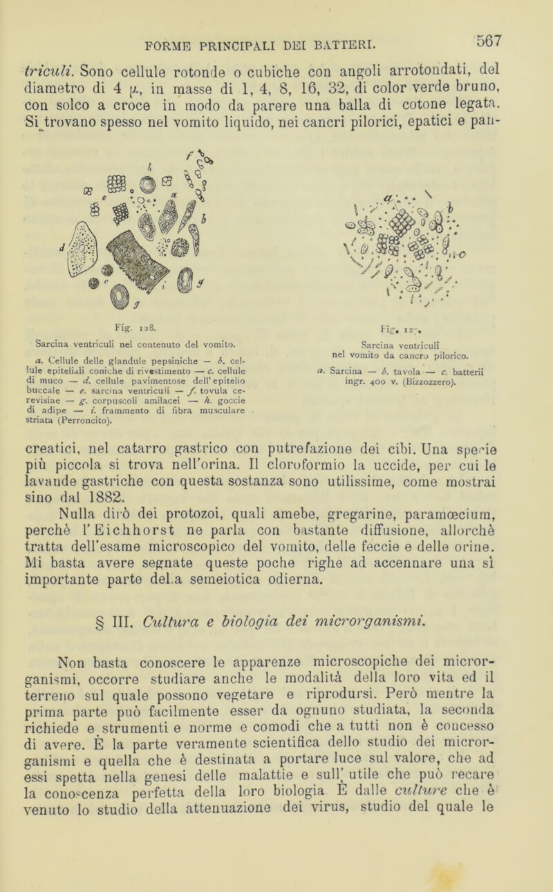 trìculi. Sono cellule rotonde o cubiche con angoli arrotondati, del diametro di 4 p., in masse di 1,4, 8, 16, 32, di color verde bruno, con solco a croce in modo da parere una balla di cotone legata. Si trovano spesso nel vomito liquido, nei cancri pilorici, epatici e pan- Fig. 128. Sarcina ventriculi nel contenuto del vomito. a. Cellule delle glandule pepsiniche — b. cel- lule epiteliali coniche di rivestimento — c. cellule di muco — d. cellule pavimentose dell’ epitelio buccale — e. sarcina ventriculi — f. tovula ce- revisiae — g. corpuscoli amilacei — h. goccie di adipe — i. frammento di fibra musculare striata (Perroncito). fig, 12;. Sarcina ventriculi nel vomito da cancro pilorico. a. Sarcina — b. tavola — c. batterli ingr. 400 v. (Bizzozzero). creatici, nel catarro gastrico con putrefazione dei cibi. Una specie più piccola si trova nell’orina. Il cloroformio la uccide, per cui le lavande gastriche con questa sostanza sono utilissime, come mostrai sino dal 1882. Nulla dirò dei protozoi, quali amebe, gregarine, paramoecium, perchè l’Eichhorst ne parla con bastante diffusione, allorché tratta dell’esame microscopico del vomito, delle feccie e delle orine. Mi basta avere segnate queste poche righe ad accennare una sì importante parte del.a semeiotica odierna. § III. Cultura e biologia dei microrganismi. Non basta conoscere le apparenze microscopiche dei micror- ganismi, occorre studiare anche le modalità della loro vita ed il terreno sul quale possono vegetare e riprodursi. Però mentre la prima parte può facilmente esser da ognuno studiata, la seconda richiede e strumenti e norme e comodi che a tutti non e concesso di avere. È la parte veramente scientifica dello studio dei micror- ganismi e quella che è destinata a portare luce sul valore, che ad essi spetta nella genesi delle malattie e sul 1^ utile che può recare la conoscenza perfetta della loro biologia È dalle cultwe che e venuto lo studio della attenuazione dei virus, studio del quale le