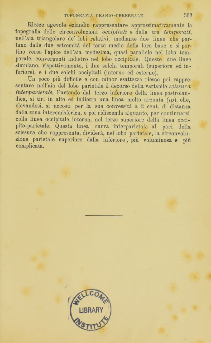 Riesce agevole eziandio rappresentare approssimativamente la topografia delle circonvoluzioni occipitali e delle tre temporali, nell’aia triangolare de’ lobi relativi, mediante due linee che par- tano dalle due estremità del terzo medio della loro base e si por- tino verso l’apice dell’aia medesima, quasi parallele nel lobo tem- porale, convergenti indietro nel lobo occipitale. Queste due linee simulano, rispettivamente, i due solchi temporali (superiore ed in- feriore), e i due solchi occipitali (interno ed esterno). Un poco più difficile e con minor esattezza riesce poi rappre- sentare nell’aia del lobo parietale il decorso della variabile scissura inter parietale. Partendo dal terzo inferiore della linea postrolan- dica, si tiri in alto ed indietro una linea molto arcuata (ip), che, elevandosi, si accosti per la sua convessità a 2 cent, di distanza dalla zona interemisferica, e poi ridiscenda alquanto, per continuarsi colla linea occipitale interna, nel terzo superiore della linea occi- pito-parietale. Questa linea curva interparietale al pari della scissura che rappresenta, dividerà, nel lobo parietale, la circonvolu- zione parietale superiore dalla inferiore, più voluminosa e più complicata.