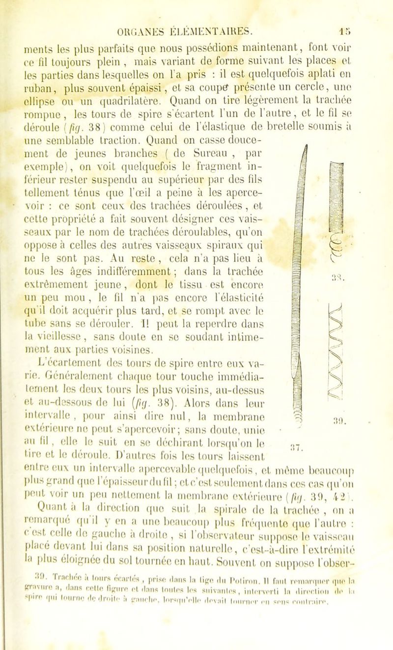 monts les plus parfaits que nous possédions maintenant, font voir ce fil toujours plein , mais variant de forme suivant les places et les parties dans lesquelles on l'a pris : il est quelquefois aplati en ruban, plus souvent épaissi, et sa coupe présente un cercle, une ellipse on un quadrilatère. Quand on tire légèrement la trachée rompue, les tours de spire s'écartent l’un de l’autre, et le fil se déroule (fig. 38) comme celui de l’élastique de bretelle soumis à une semblable traction. Quand on casse douce- ment de jeunes branches ( de Sureau , par exemple), on voit quelquefois le fragment in- férieur rester suspendu au supérieur par des fils tellement ténus que l’œil a peine à les aperce- voir : ce sont ceux des trachées déroulées, et cotte propriété a fait souvent désigner ces vais- seaux par le nom de trachées déroulables, qu’on oppose à celles des autres vaisseaux spiraux qui ne le sont pas. Au reste, cela n’a pas lieu à tous les âges indifféremment ; dans la trachée extrêmement jeune, dont le tissu est encore un peu mou , le fil n’a pas encore 1 élasticité qu'il doit acquérir plus tard, et se rompt avec le tube sans se dérouler. 1! peut la reperdre dans la vieillesse, sans doute en se soudant intime- ment aux parties voisines. L’écartement des tours de spire entre eux va- rie. Généralement chaque tour touche immédia- tement les deux tours les plus voisins, au-dessus et au-dessous de lui [fig. 38). Alors dans leur intervalle, pour ainsi dire nul, la membrane extérieure ne peut s’apercevoir; sans doute, unie au lil, elle le suit en se déchirant lorsqu’on le •ire et le déroule. D’autres fois les tours laissent entre eux un intervalle «percevable quelquefois, et même beaucoup plus grand (pie 1 épaisseur du fil ; et c’est seulement dans ces cas qu’on peut voir un peu nettement la membrane extérieure (//;/. 3!), 42 . Quanta la direction que suit la spirale de la trachée, on a remarqué qu il y en a une beaucoup plus fréquente que l’autre : ( e^t celle do gaucho a droite , si I observateur suppose le vaisseau placé devant lui dans sa position naturelle, c’est-à-dire l’extrémité la plus éloignée du sol tournée en haut. Souvent on suppose l obsor- •19. Trachée à tours «cariés , prise dans lu lige du Poltron. Il faut remarquer que In gravure a, dans celle ligure et dans Ionie» les suivantes, interverti la direction de In »piro qui tourne de droite à gauche, lorsqu’elle devait tourner en sens contraire.