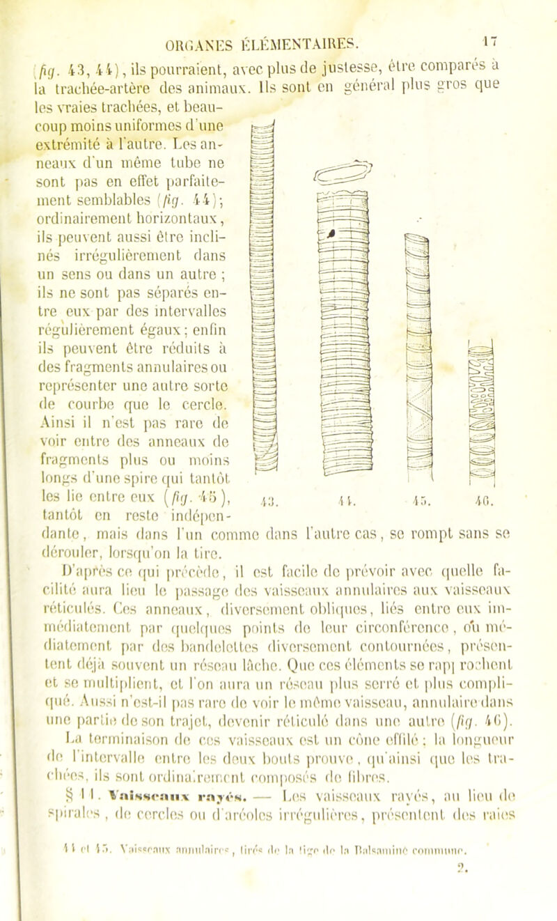 fig. 43, 44), ils pourraient, avec plus de justesse, être comparés à ia trachée-artère des animaux. Ils sont en général plus gros que les vraies trachées, et beau- coup moins uniformes d’une extrémité à l'autre. Les an- neaux d'un même tube ne sont pas en effet parfaite- ment semblables ( fig. 4 4 ) -, ordinairement horizontaux, ils peuvent aussi être incli- nés irrégulièrement dans un sens ou dans un autre ; ils ne sont pas séparés en- tre eux par des intervalles régulièrement égaux; enfin ils peuvent être réduits à des fragments annulaires ou représenter une autre sorte de courbe que le cercle. Ainsi il n’est pas rare de voir entre des anneaux de fragments plus ou moins longs d’une spire qui tantôt les lie entre eux [fig. -45), tantôt en reste indépen- dante, mais dans l'un comme dans l’autre cas, se rompt sans se dérouler, lorsqu’on la tire. D’après ce qui précède, il est facile de prévoir avec quelle fa- cilité aura lieu le passage des vaisseaux annulaires aux vaisseaux réticulés. Ces anneaux, diversement obliques, liés entre eux im- médiatement par quelques points de leur circonférence, ou mé- diatement par des bandelettes diversement contournées, présen- tent déjà souvent un réseau lâche. Que ces éléments se rap] rochenl et se multiplient, et l'on aura un réseau plus serré et plus compli- qué. Aussi n’cst-il pas rare do voir le même vaisseau, annulaire dans une partie de son trajet, devenir réticulé dans une autre [fig. 40). La terminaison de ces vaisseaux est un cône effilé; la longueur de l’intervalle entre les deux bouts prouve, quainsi que les tra- chées, ils sont ordinairement composés de libres. S IL Vaisseaux rayés.— Les vaisseaux rayés, au lieu de spirales , de cercles ou d’aréoles irrégulières, présentent des raies 43. 4 L H cl \~k V;ii««cnux annulaire*, lire* de la li^o do la Dnlsaminô commune.